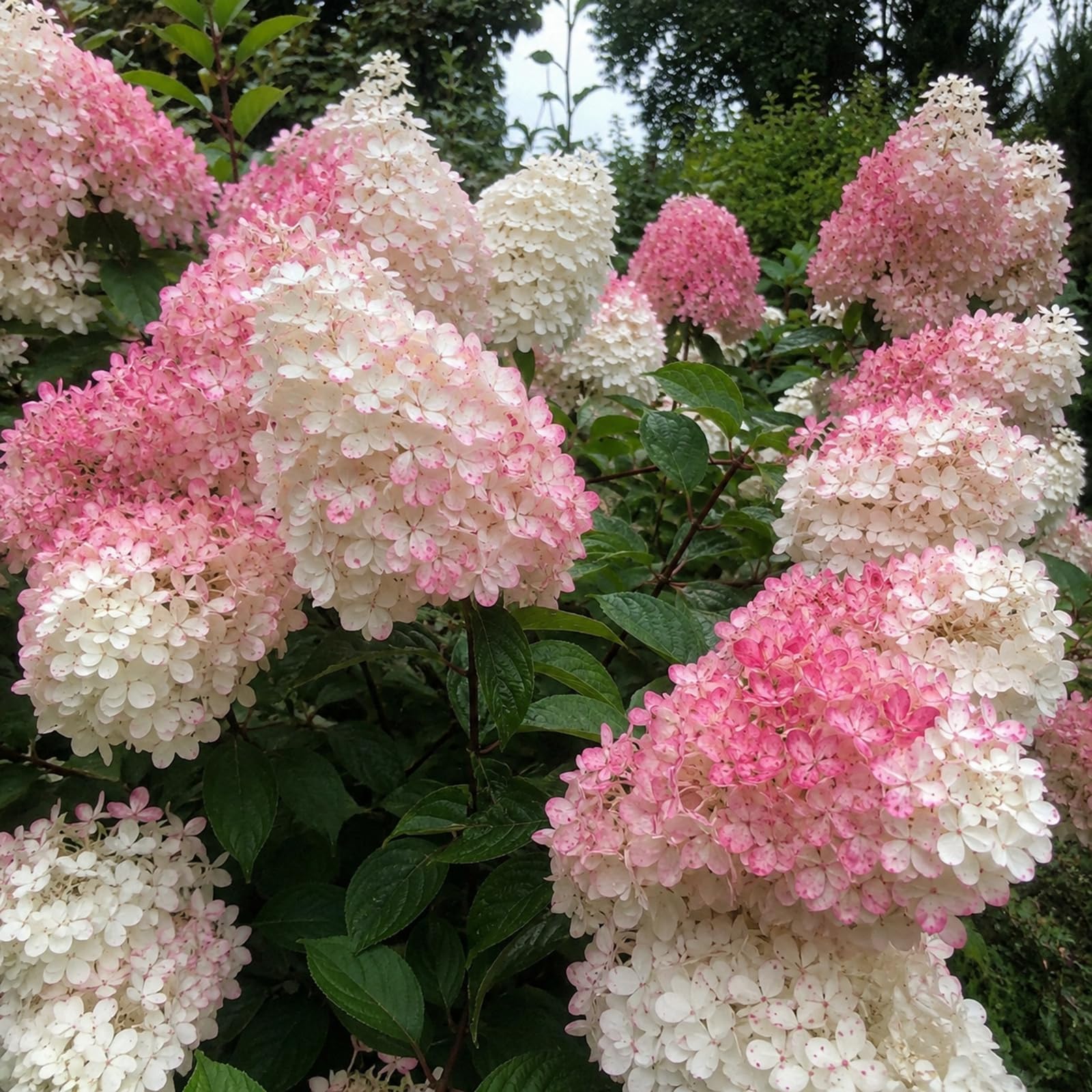 Hydrangea Rooted Plant – Flowering Perennial Garden Shrub, Hardy Outdoor Plant for UK Gardens, Patio Containers, Borders and Butterfly Friendly Garden Displays-3 Bulbs-White & Pink