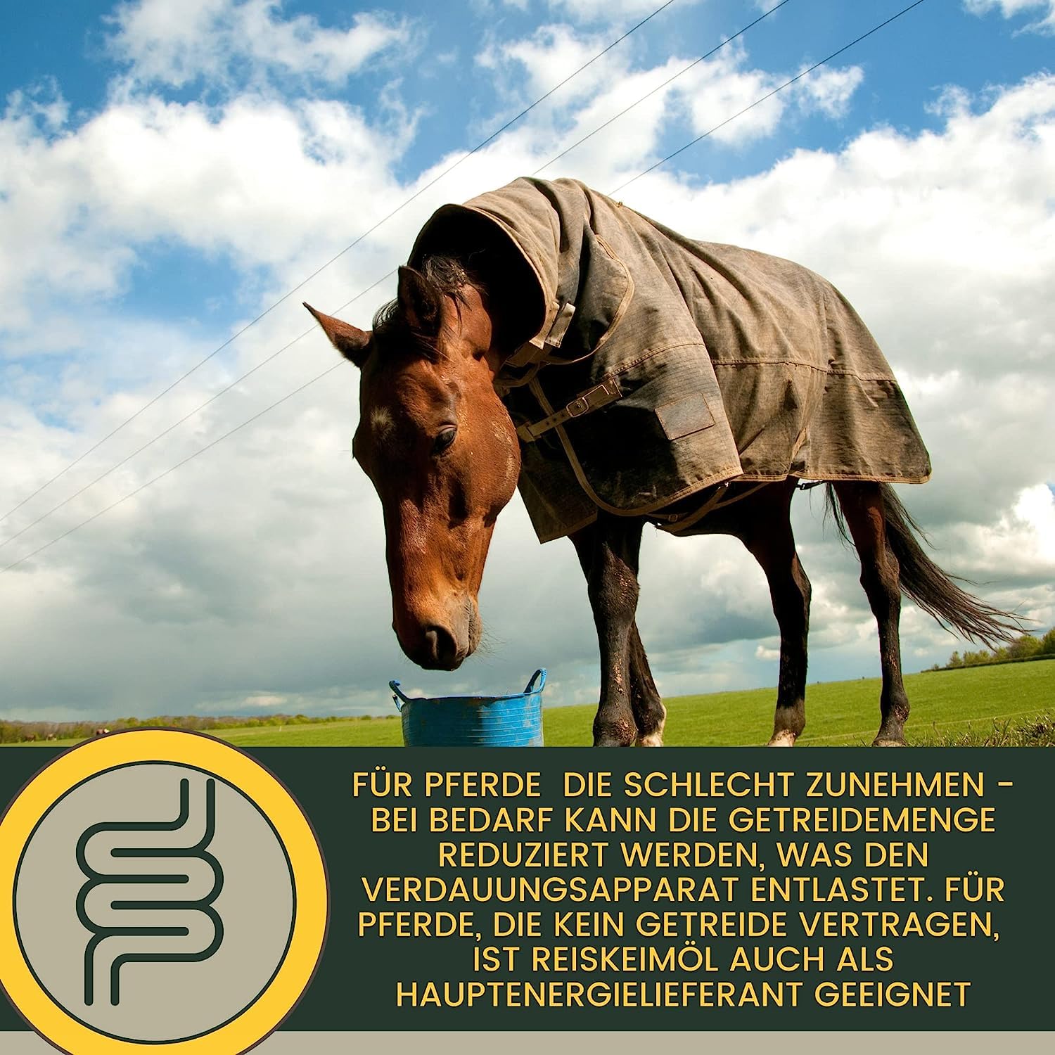 Amino Pâte pour cheval 4 × 30 ml – Acides aminés pour chevaux avec L-carnitine & vitamine E – Renforcement et régénération musculaire – Pâte vitaminée Muscle Booster Alternative à la poudre de