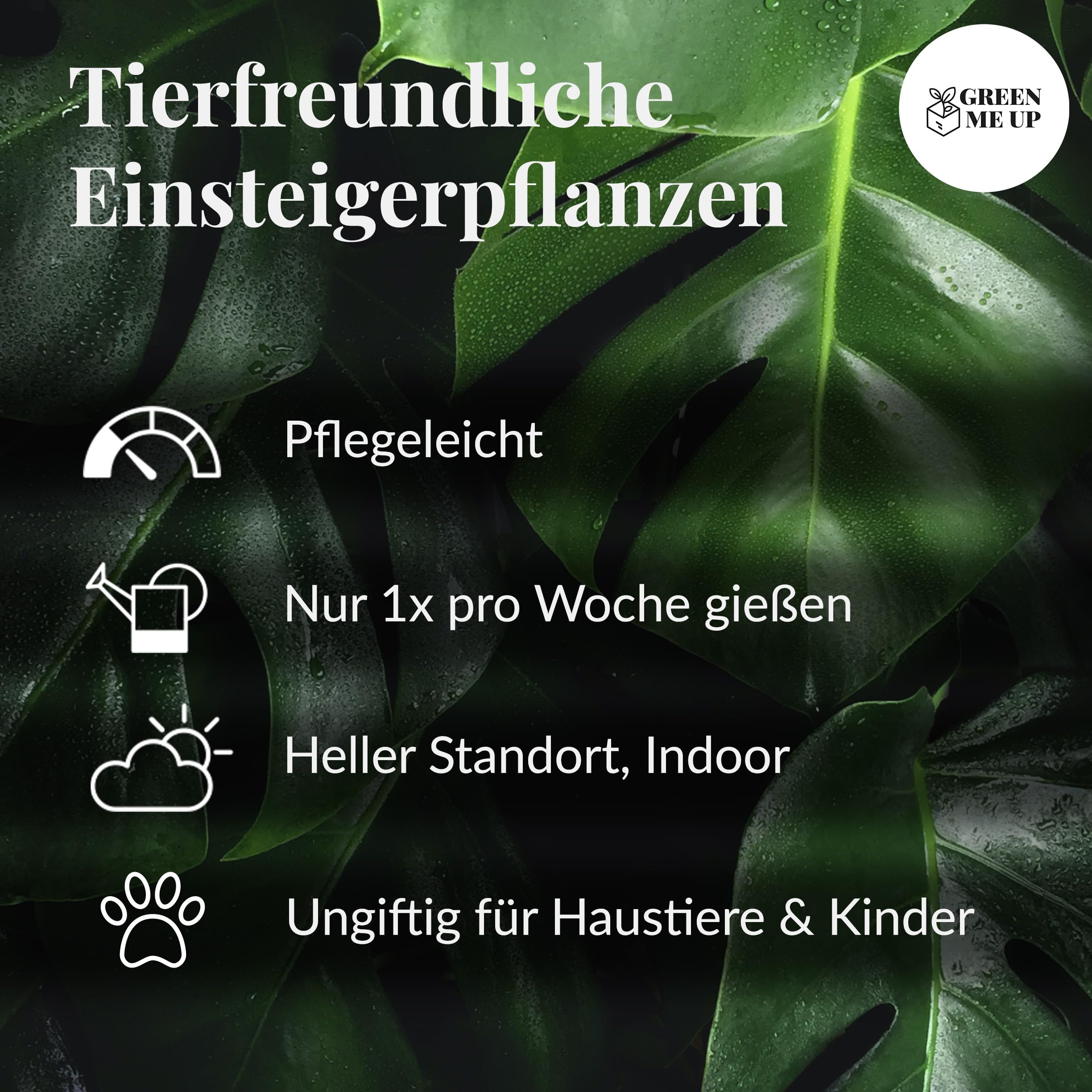6er Box Zimmerpflanzen Happy Cat – Tierfreundliches Set mit Bergpalme, Nestfarn, Grünlilie & Glückskastanie – Höhe 15-70 cm – Töpfe 10,5-17 cm – frisch aus der Gärtnerei – Green Me Up