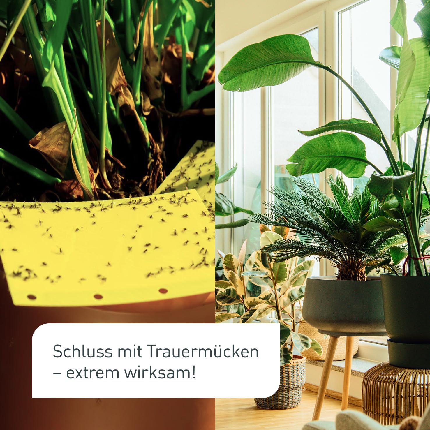 Plantura SF-Nematoden gegen Trauermücken, zum Gießen, hochwirksam & biologisch, Nützlinge aus Deutschland, 50 Mio für 50 m²/ ca. 500 Pflanzen