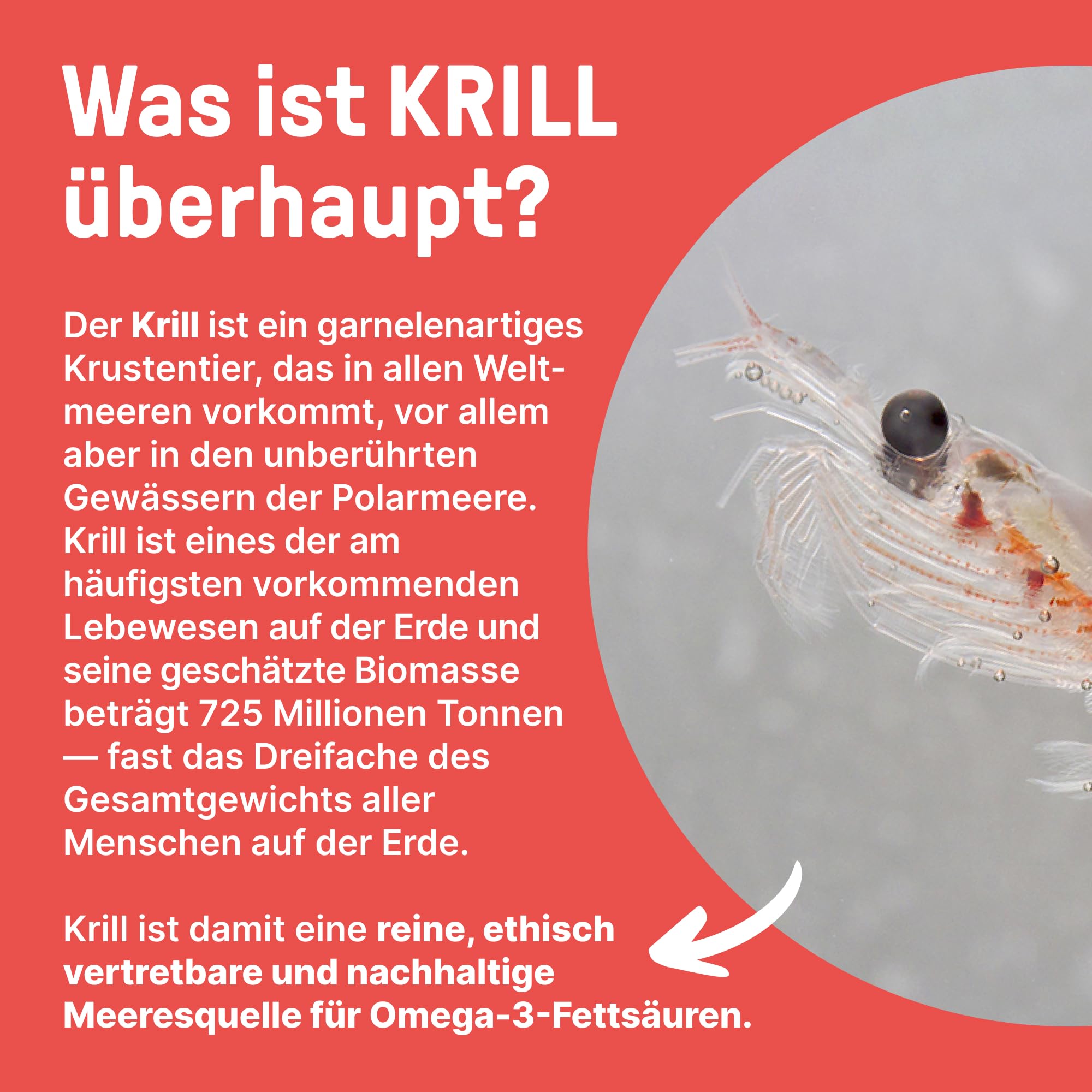 BRAINEFFECT Premium Krillöl Kapseln Omega 3 | 100% Krillöl (Ungestreckt) | Astaxanthin EPA DHA Cholin | Kein Fischgeruch/-Geschmack | 60 Kapseln | Made in Germany