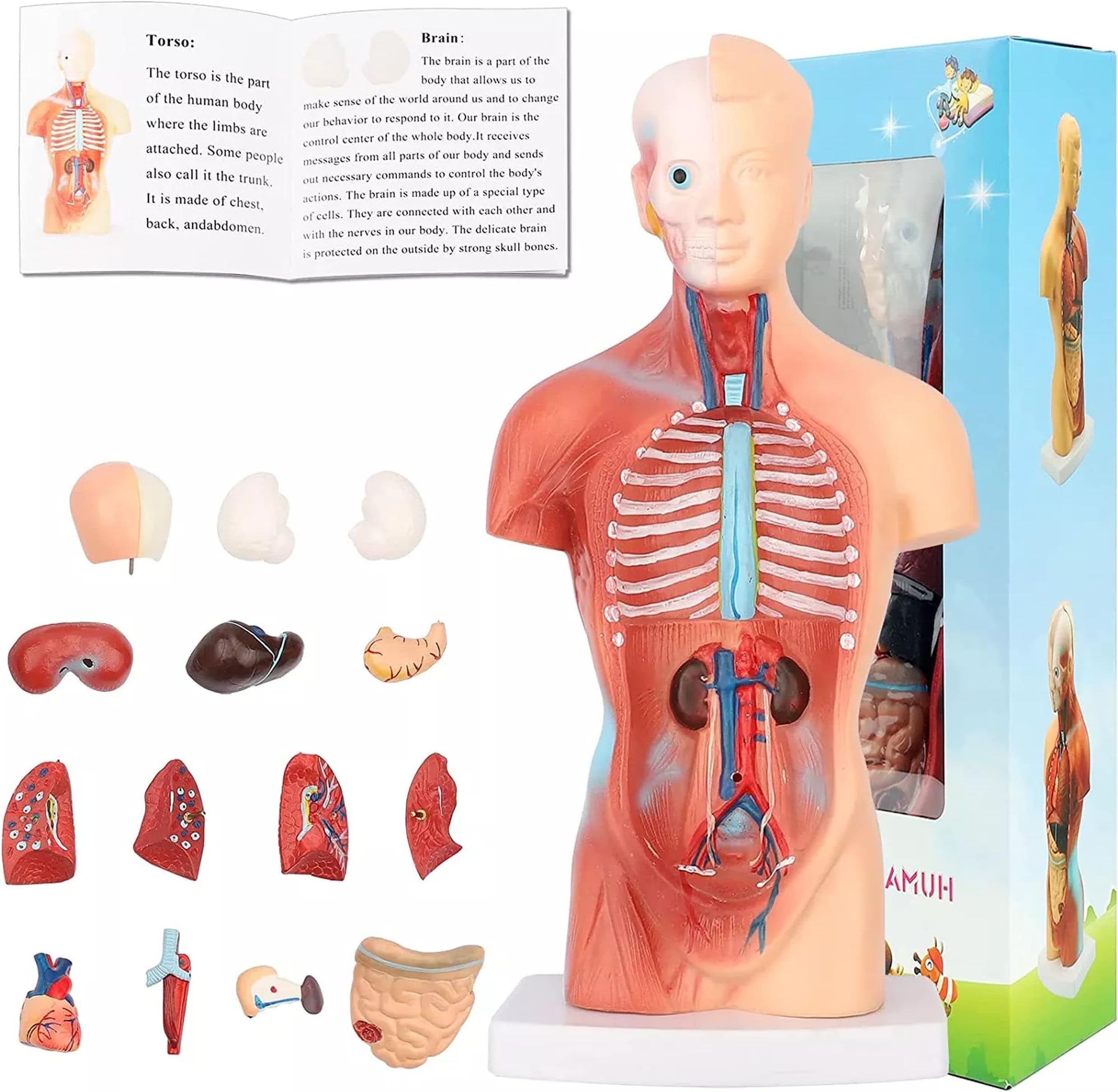 Human Anatomy Model - DIY toy