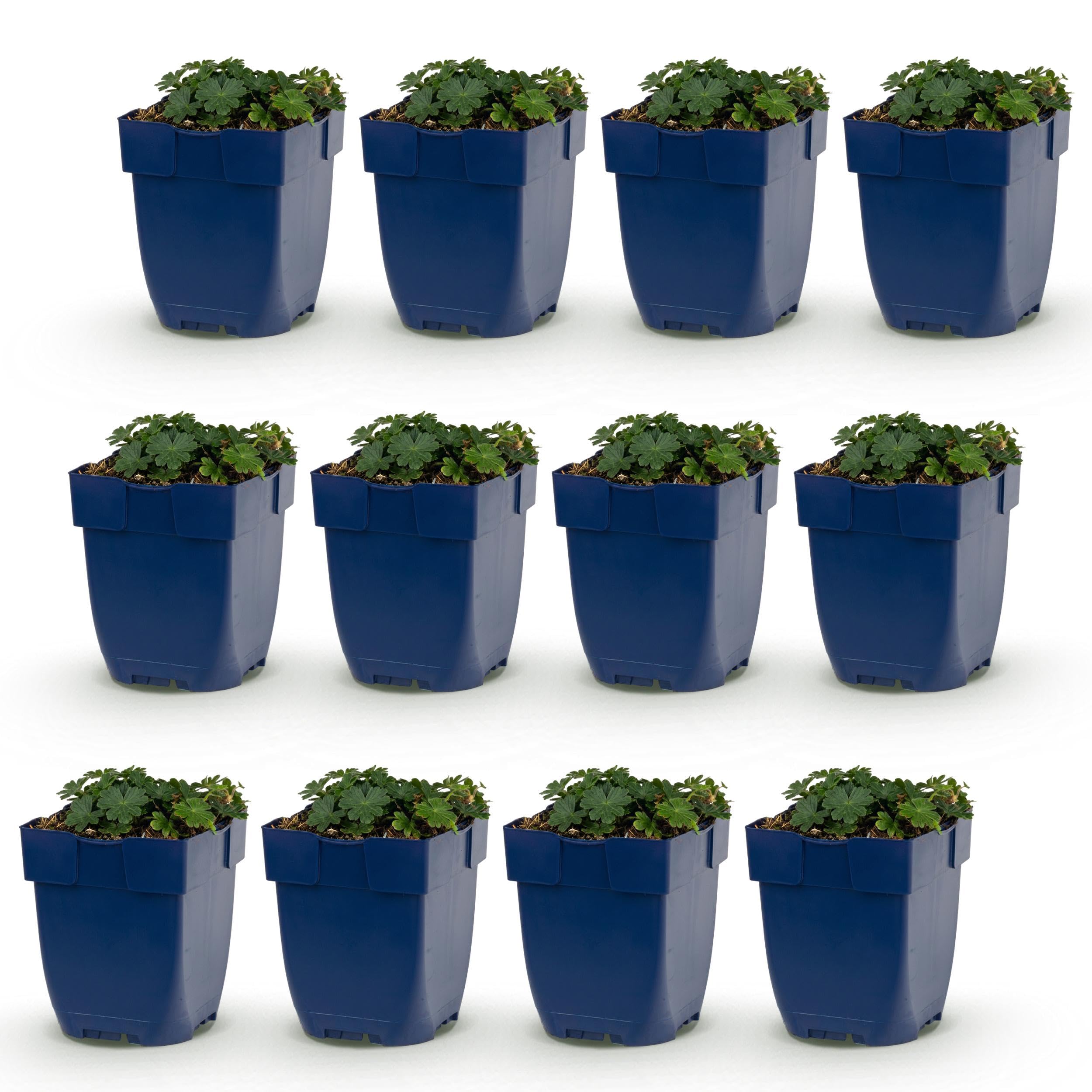 Géranium sang. Max Frei - Bec-de-grue - Couvre-sol - Rose - 12 plants - 15-25cm - Ø11cm - Plante de jardin