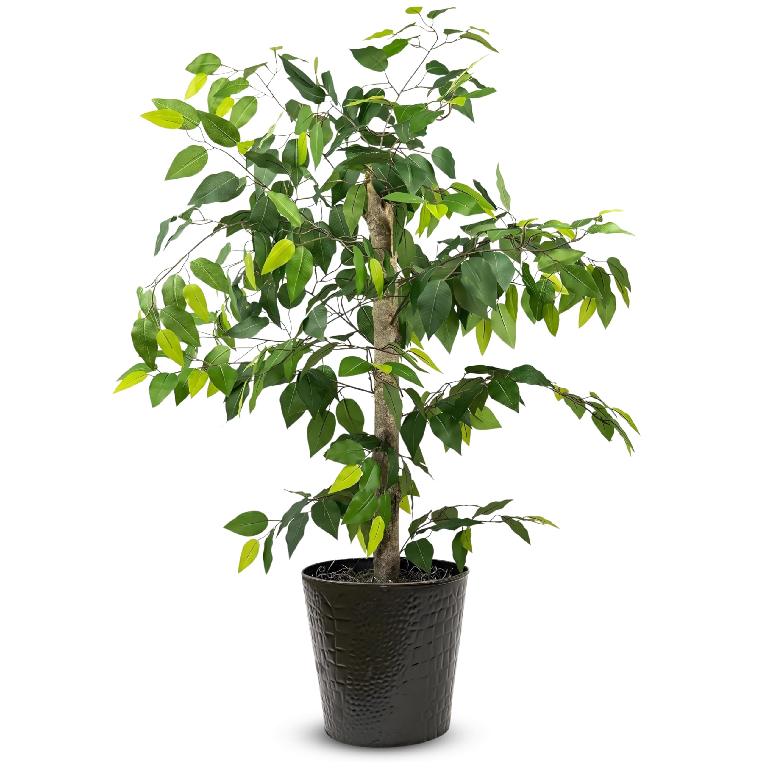 LCG Florals 4ft Ficus Tree
