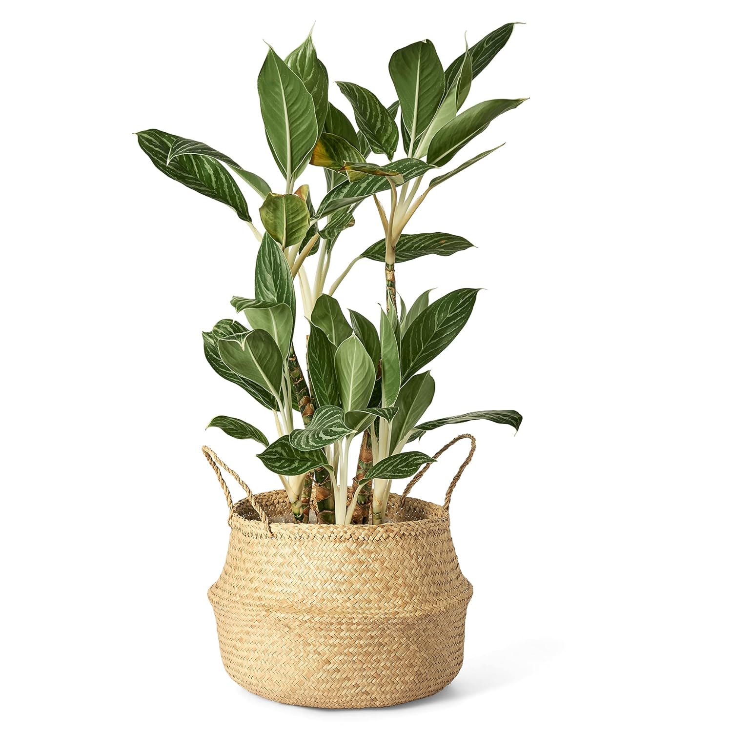 Artera Woven Seagrass Plant Basket Wicker Belly Basket Planter Indoor