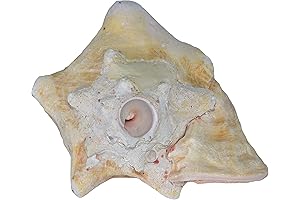 Large Pink Conch Shell - Nature's Wonder