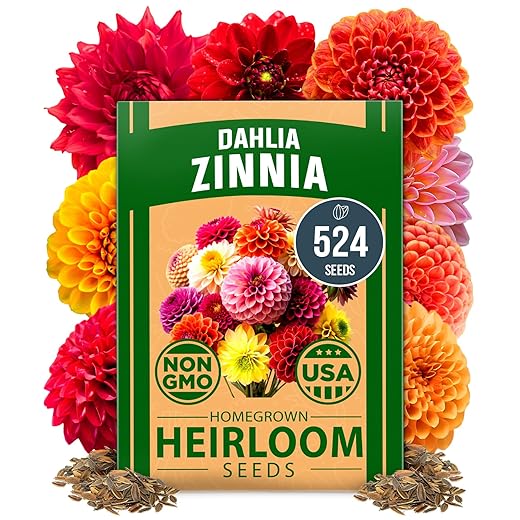 HOME GROWN 𝗨𝗦𝗔 𝗣𝗥𝗘𝗠𝗜𝗨𝗠 Zinnia Dahlia Seeds Pack for 2026 – 524 𝗡𝗢𝗡-𝗚𝗠𝗢 Flower Seeds | Vibrant Zinnia Elegans for Pollinator Gardens, Borders & Containers | Easy-to-Grow Outdoor Blooms