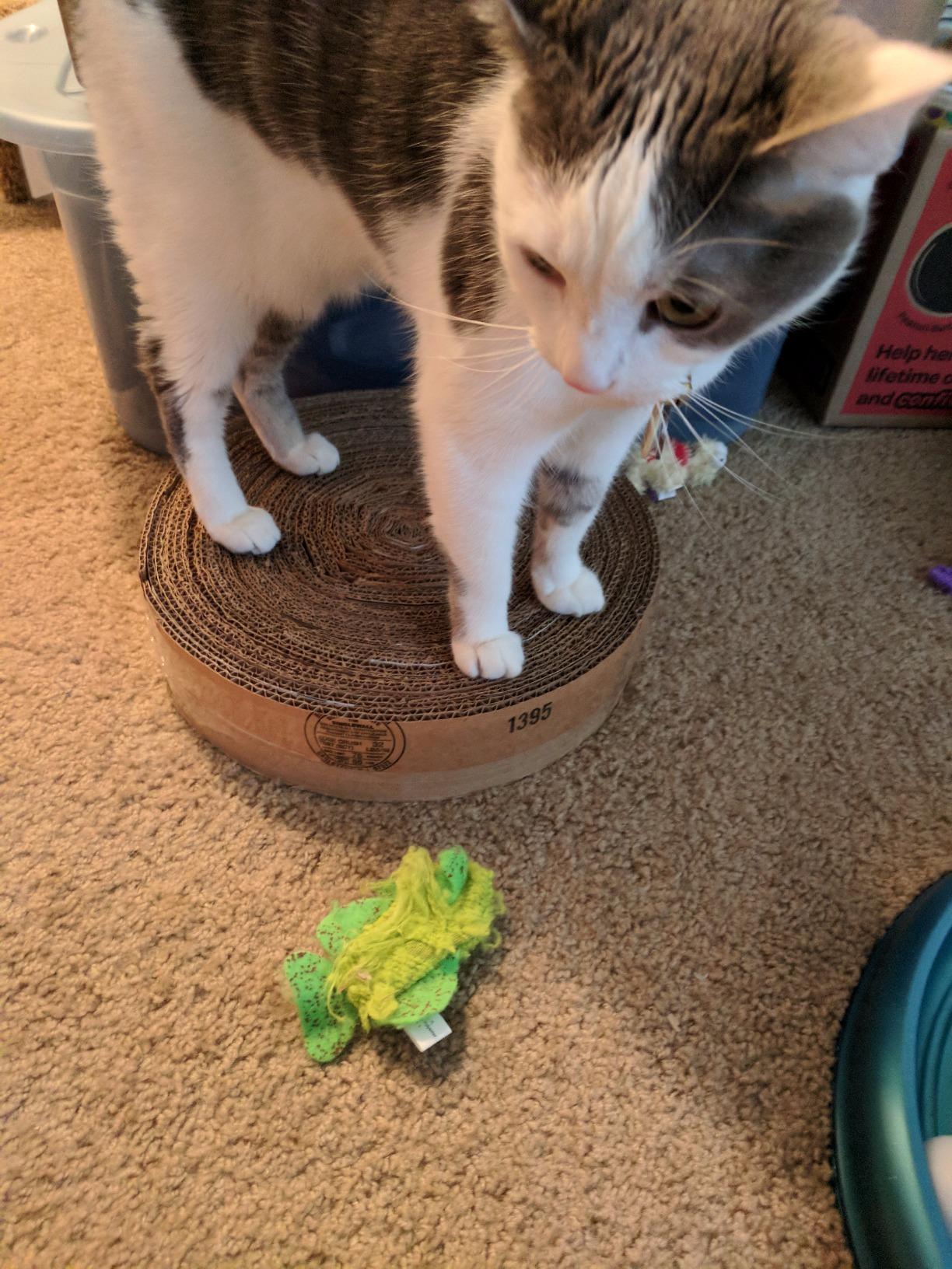 Cat 'n Around Snake Catnip Toy Duo On Hang Card - With Organic Catnip Refill