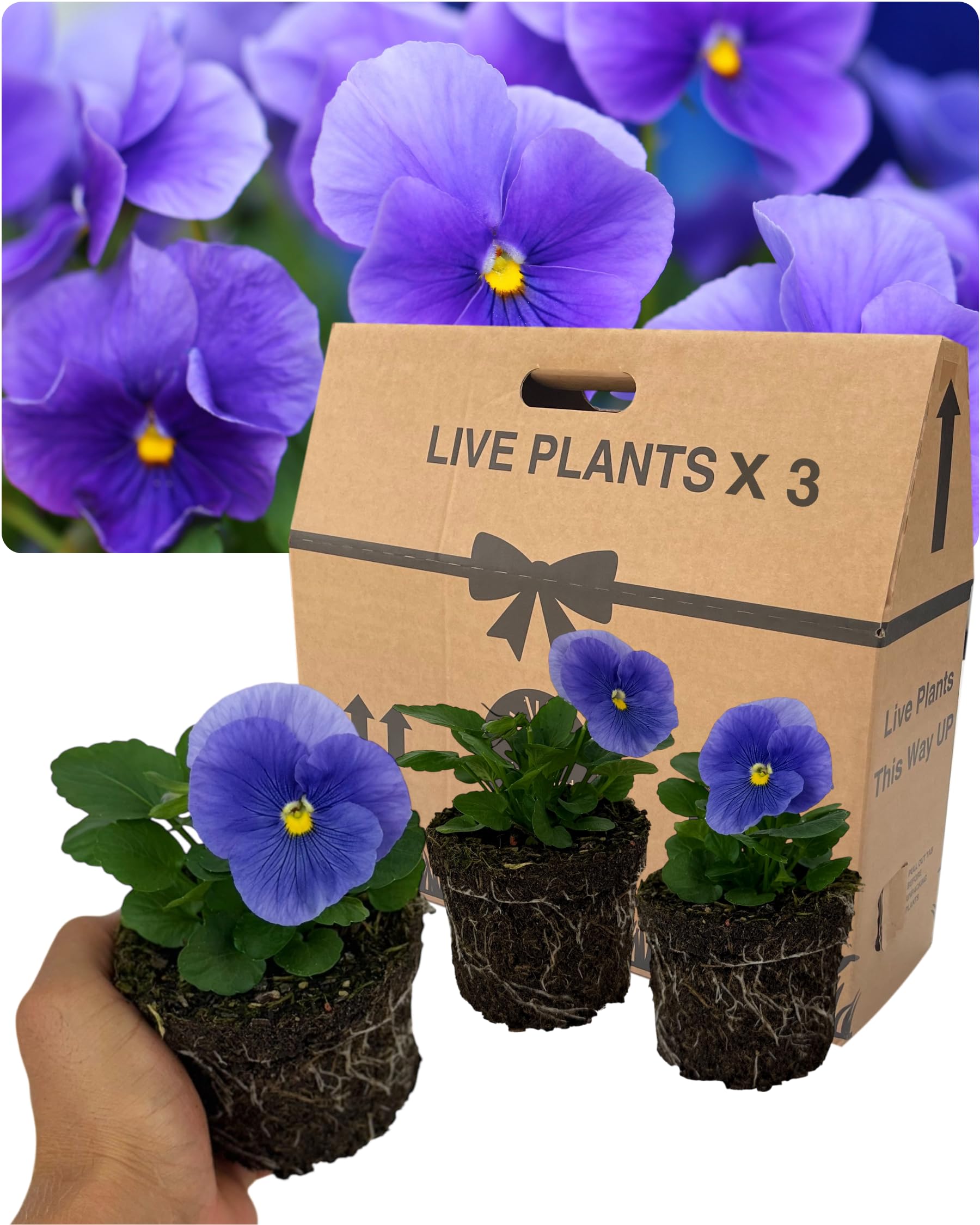 Pansy Delta Pro Clear Light Blue Bedding Plants – Set of 3 Outdoor Garden Ready Flowering Plants. Supplied as Well-Rooted 10.5cm Rootballs. Light Blue Winter & Spring Colour for Borders & Containers