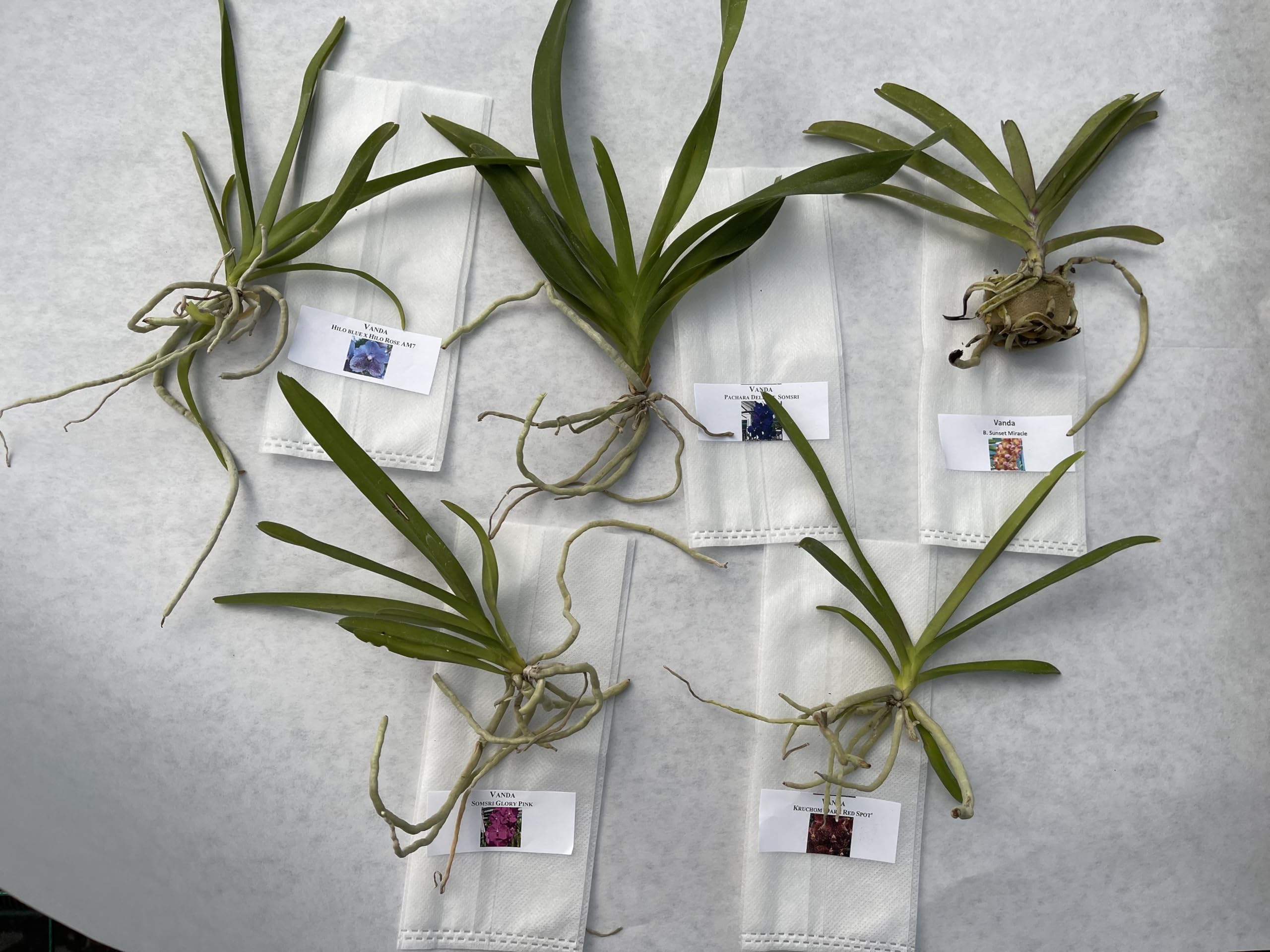 Amazon.com : Premium Orchids Vanda Orchid Premium to Choose - Rare
