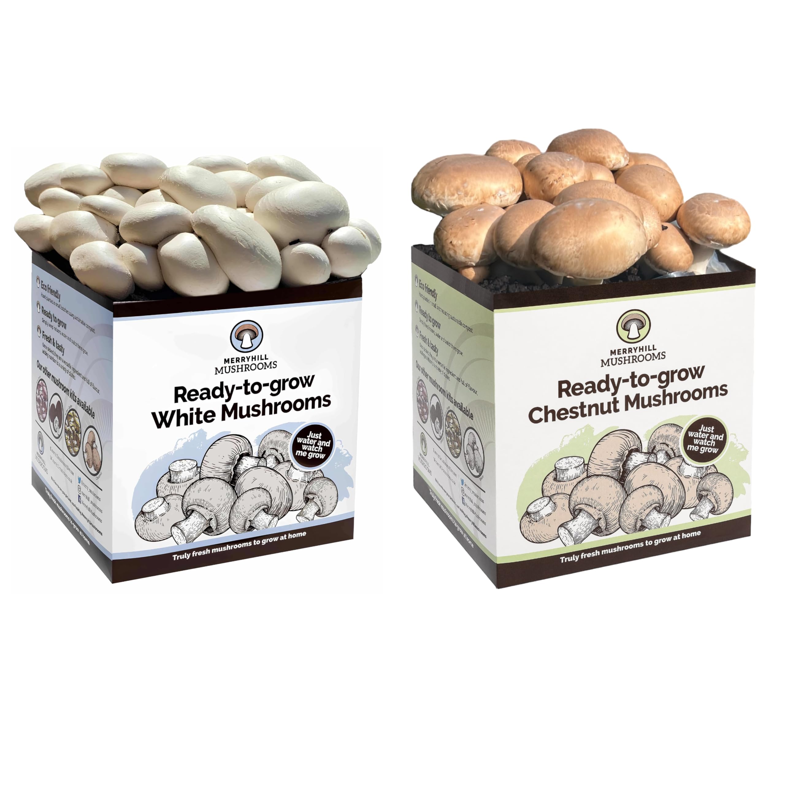 Merryhill Mushrooms - Fresh Chestnut And White Mushroom Growing Kits | Gardening Gifts For Women, Men & Kids | Grow Your Own | Delicious To Eat