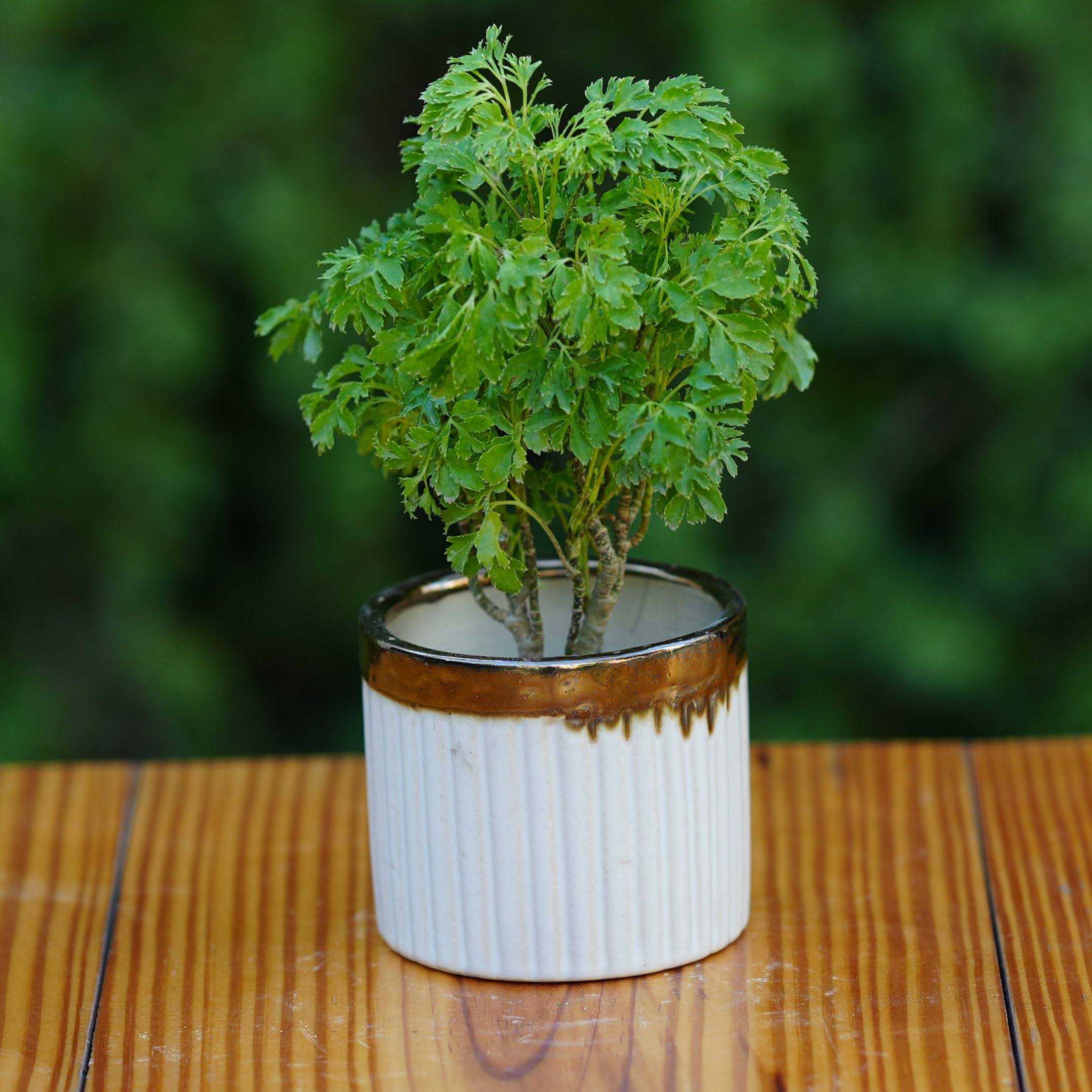 Plantlane Luxury Gold-Rimmed Ceramic Planter/Pot for Plants/Table Top Planter (White) (B0CZRZJKM5) Amazon Price History, Amazon Price Tracker