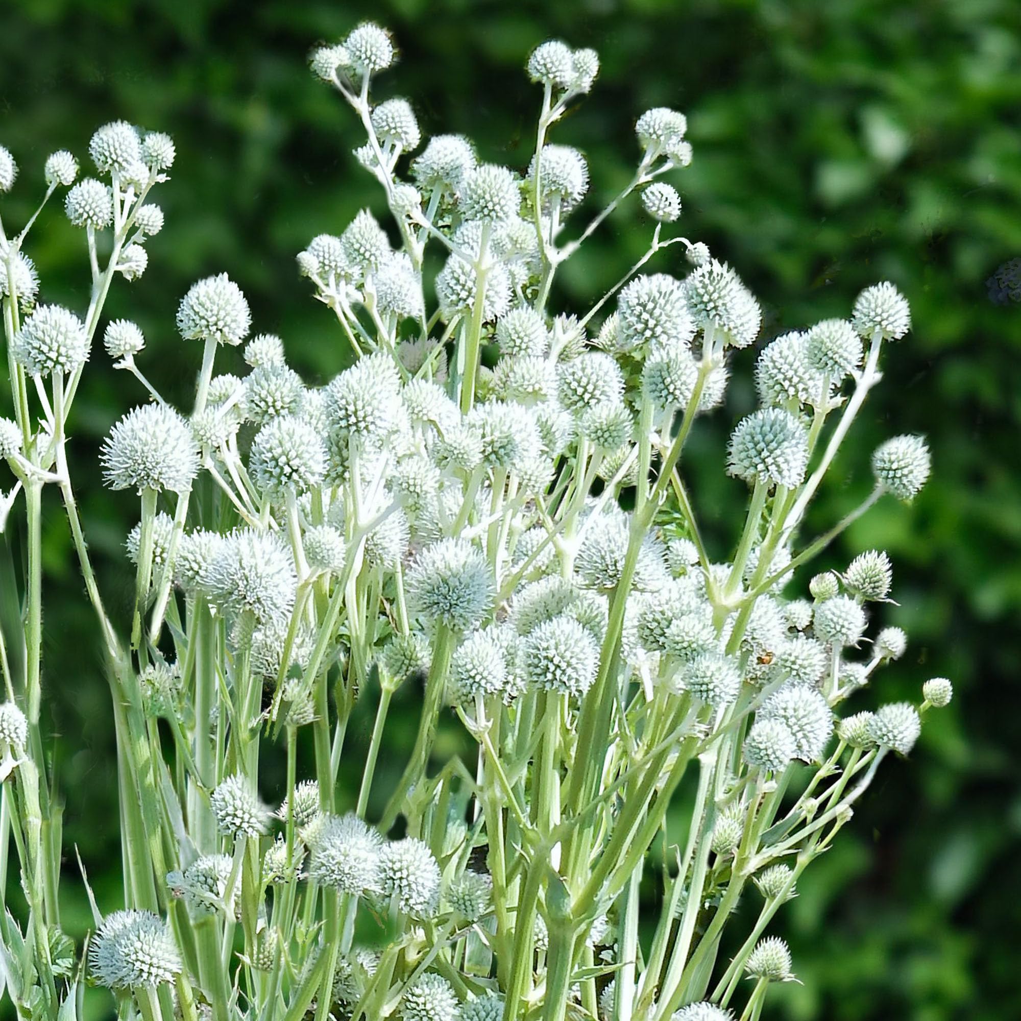 Sea Holly Eryngium planum Magical Silver Globe – Outdoor Perennial Plant – White Flowers with Spiky Bracts – Live Hardy Flowering Plant for Garden Borders and Containers (9 cm Pot, 10-20 cm)
