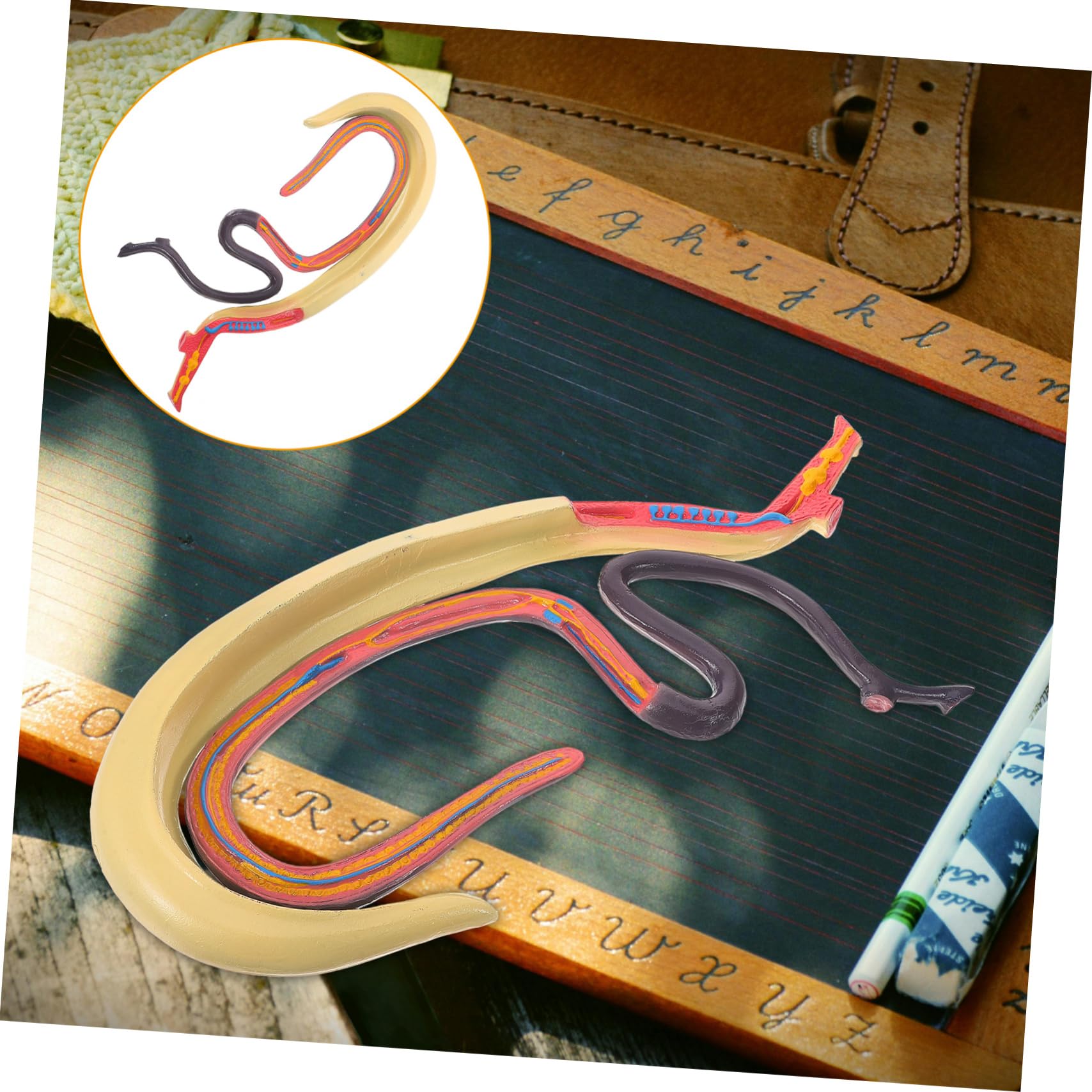 Modèle Anatomique de Schistosome Détachable Affichage Facile en Plastique pour Enseignement en Biologie pour Cours et Expositions Scientifiques