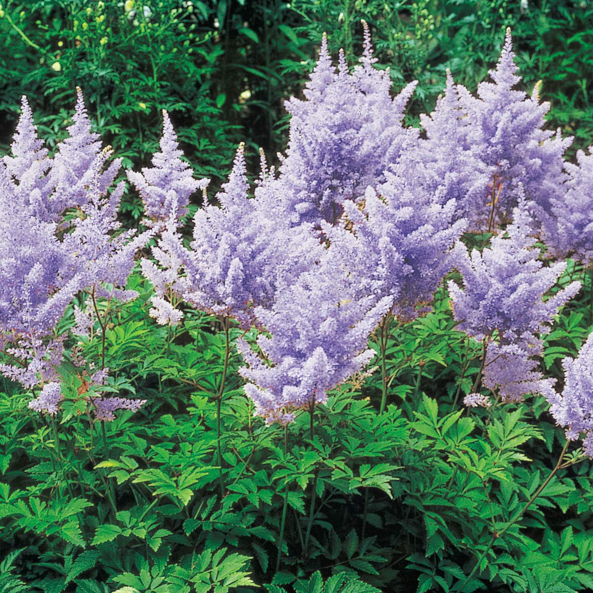 Amethyst Astilbe Dormant Bare Root Perennial Roots