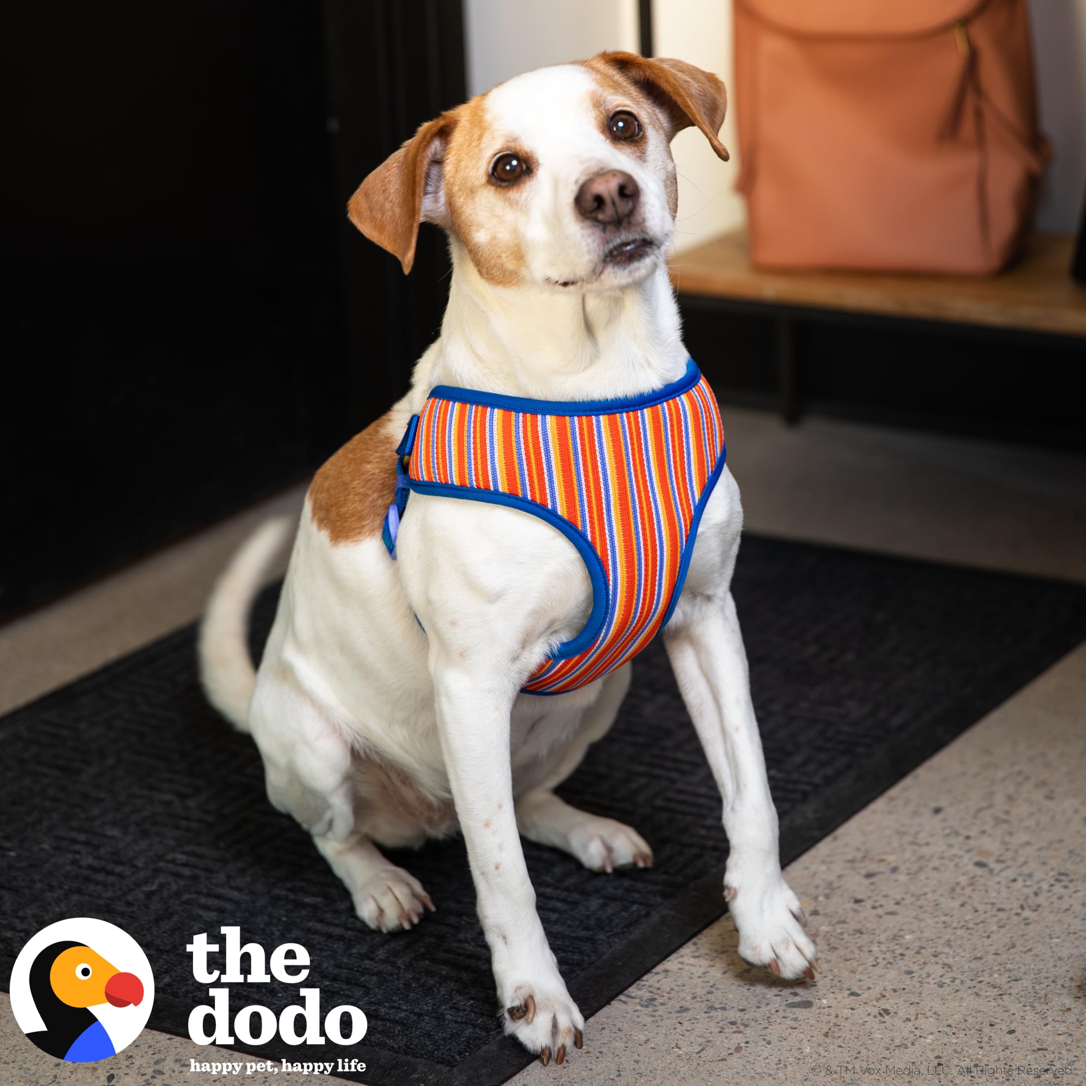 The Dodo Hundegeschirr – Step-in Design, Atmungsaktiv, Mit Schnappverschluss, Blau