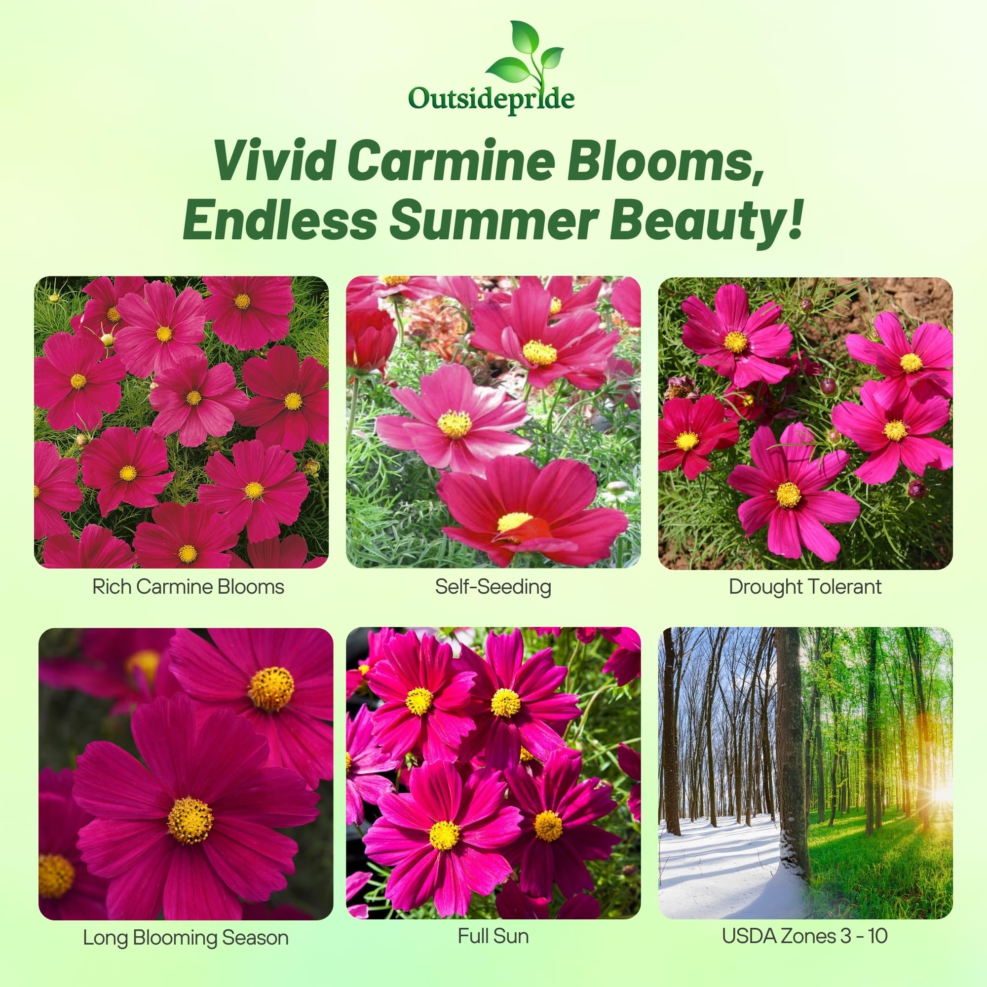 邦楽444 花＊花/コモリウタ Amazon.com : Outsidepride Sonata Carmine Cosmos Bipinnatus Seeds