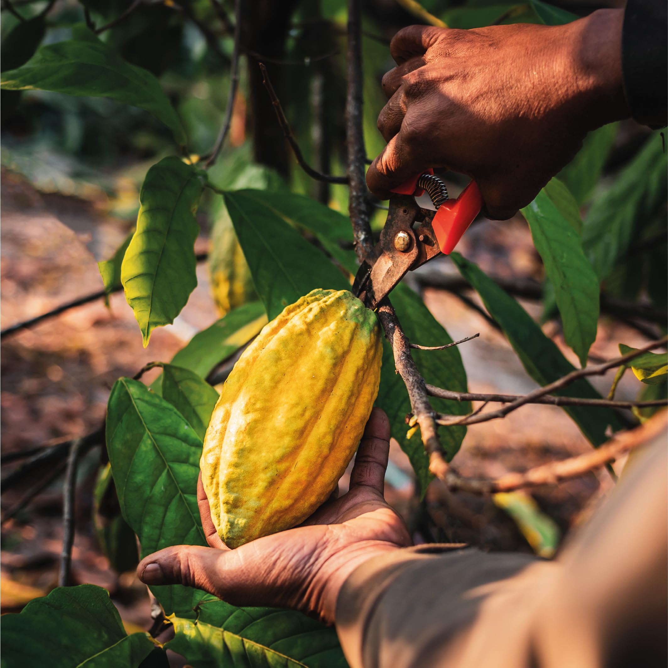 Zeremonieller Kakao 500 g Ecuadorianische Rohschokolade Nacional Bean ungesüßter Semveta