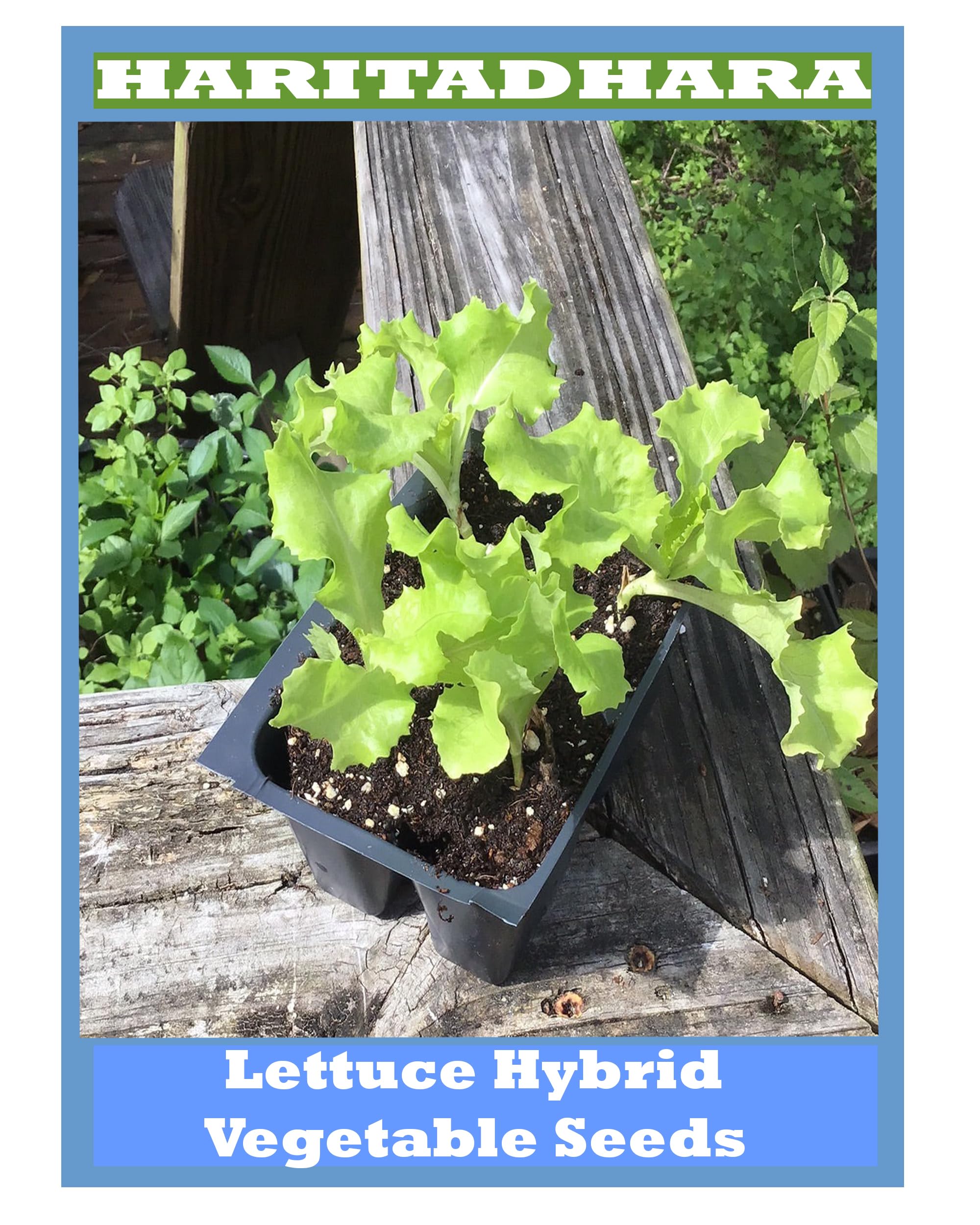 Haritadhara Lettuce Grand Rapids F1 Hybrid Vegetable Seeds 50 Each Pkt For Home Gardening(1 PKT) (B0BYZLF84Z) Amazon Price History, Amazon Price Tracker