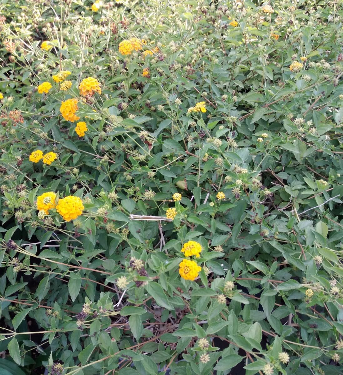 Vivaio Garden Forest Lantana Sellowiana Gialla, Vaso 14 cm | Pianta Tappezzante da Esterno, Fioritura Estiva Prolungata, Ideale per Giardino, Balcone o Mare