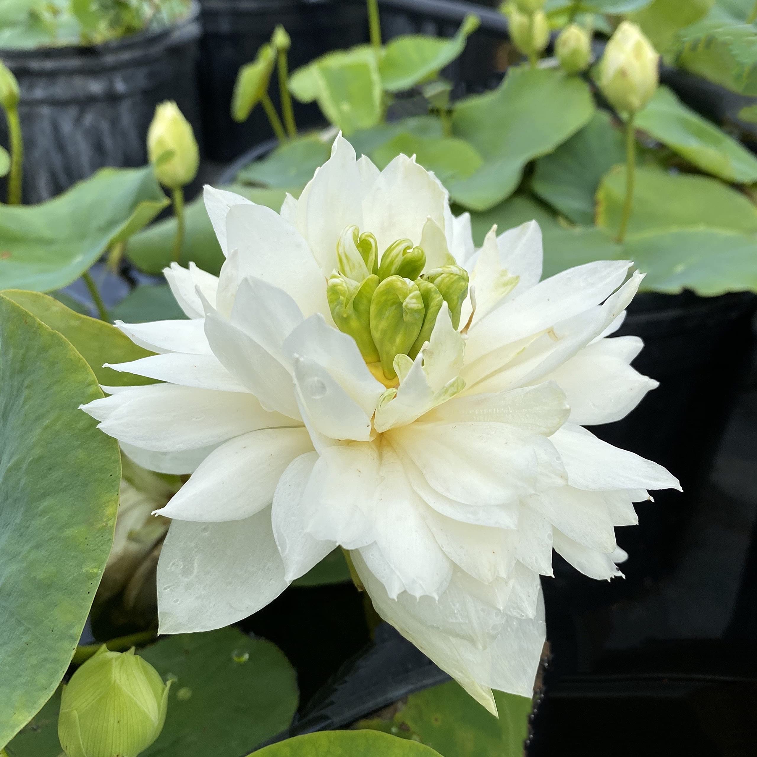 ROYAL LAND Rare White Double Flowered June Snow Lotus 20 Seeds (B083JKS869) Amazon Price History, Amazon Price Tracker