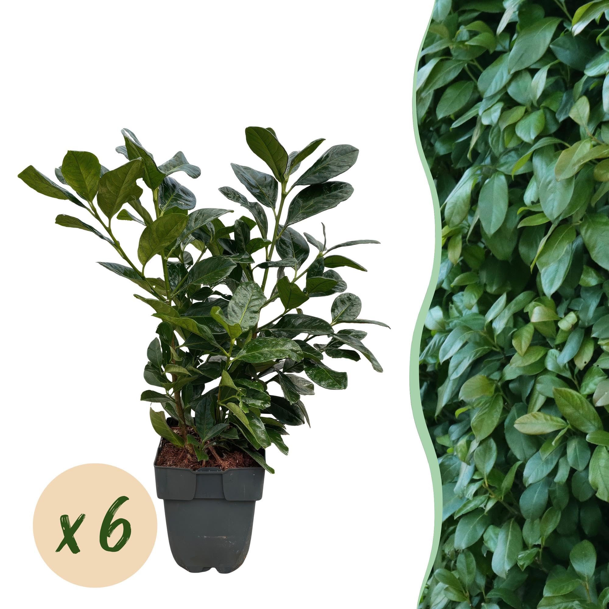 Laurocerasus Etna laur wiśniowy Prunus Laurocerasus Etna – żywopłot – zielony liść – 6 roślin – 1 metr bieżący – zimozielony – 17 cm x wys. 50 cm – szybko rośnie i jest łatwy w pielęgnacji