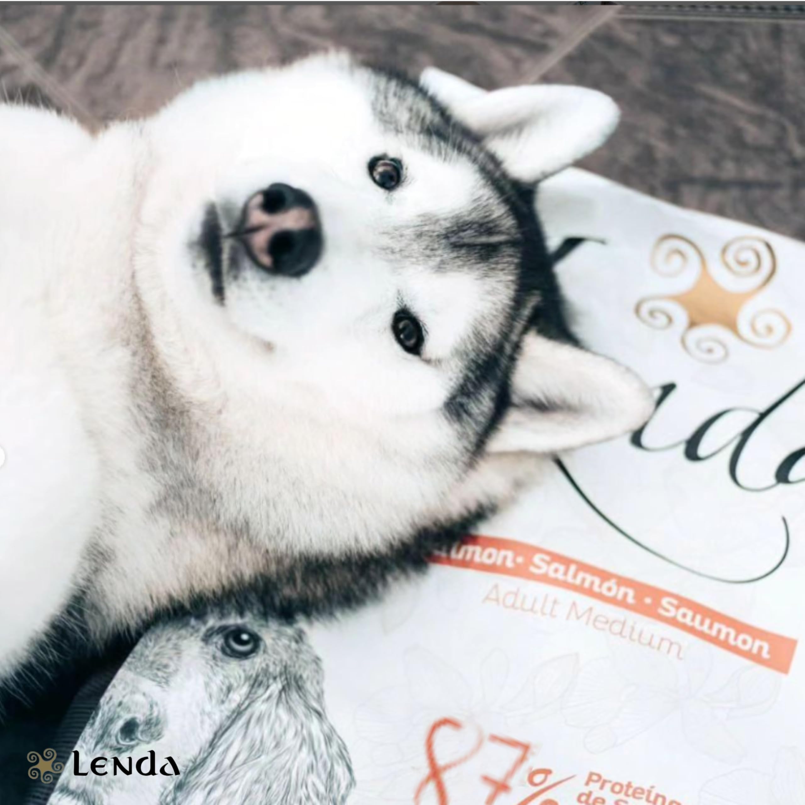 Lenda Salmón - Pienso para Perros Rico En Salmón |Comida para Perros Jóvenes y Adultos de Todas Las Razas | Pienso para Perro Natural (12 KG)