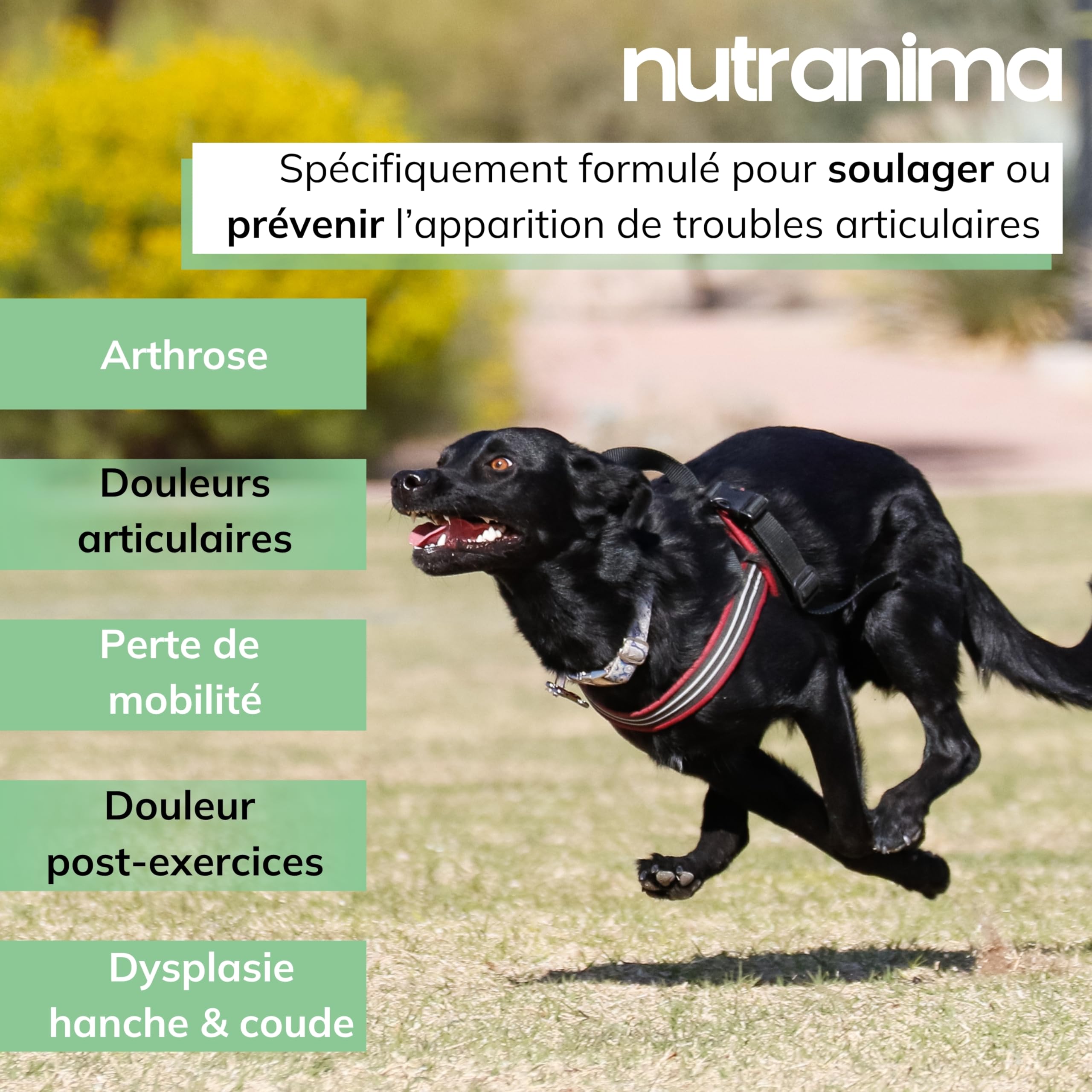 Articulations Chien | Complément Mobilité & Arthrose | 60 Friandises Naturelles | Anti-inflammatoire, Collagène | Chiot, Tous âges & Races | Formule Vétérinaire - Marque Française