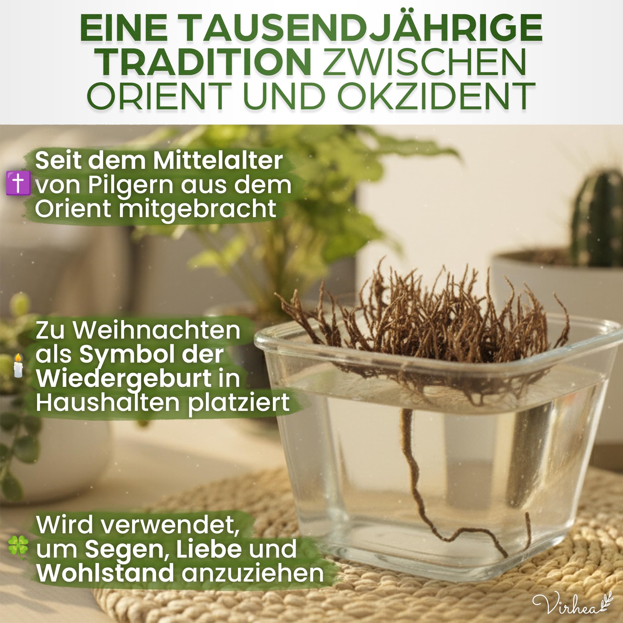 Rose von Jericho Chajarat Mariam x1 - Echte Maryam Pflanze - Wunderschöne Kaf Pflanze für Dekoration - Ideal für Ihre Wohnung oder als Geschenk