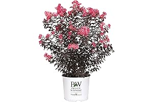 Proven Winner Coral Center Stage Crape Myrtle Bush