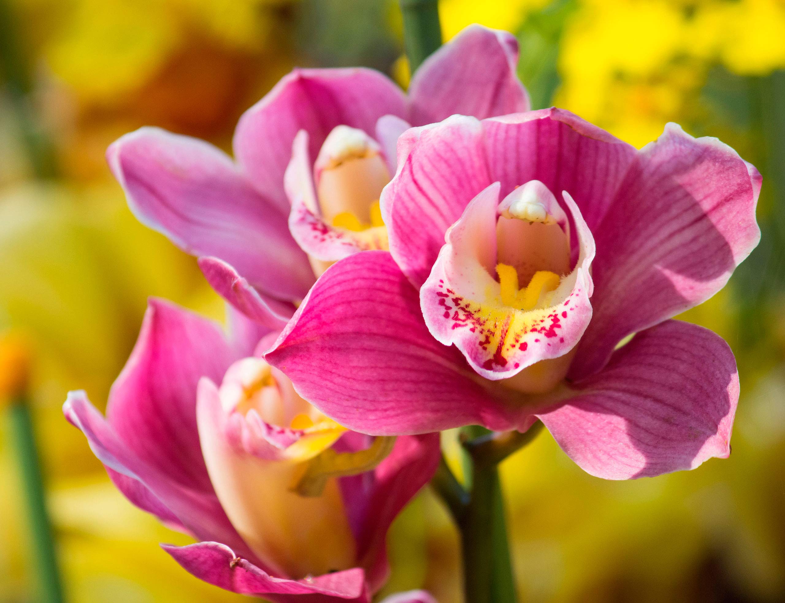 CULTIVERS Abono Orquídeas Ecológico 5 kg. Fertilizante de Origen 100% Orgánico y Vegano Granulado. Potencia el Crecimiento y estimula la Floración