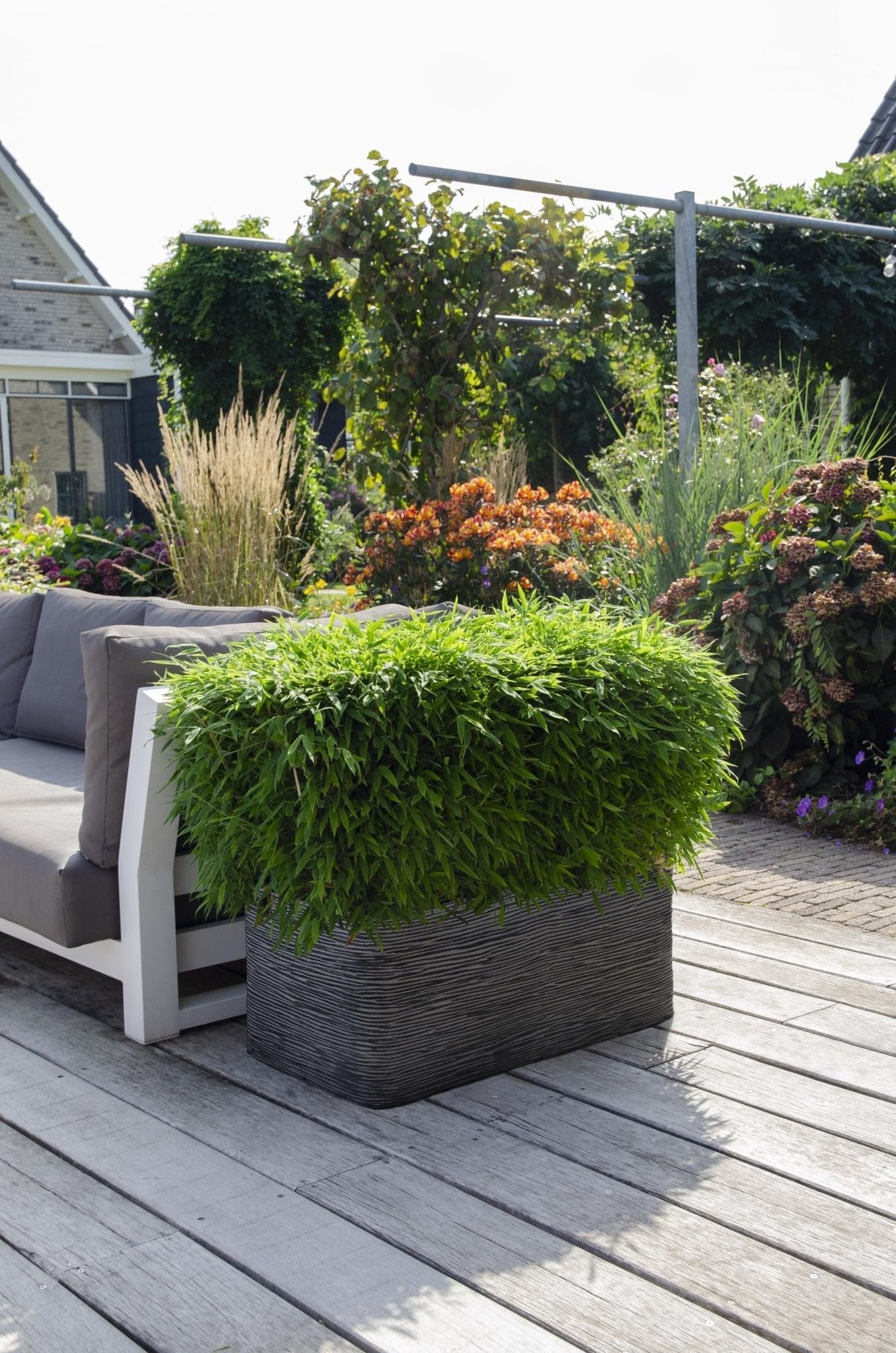 Bambou - Fargesia 'Moontars'® boobux - ↨70cm - Ø29 - plante d'extérieur