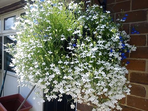 Miniatura 7 de RAISE ME UP Semillas Lobelia - Flores anuales en cascada azul, 1000 semillas