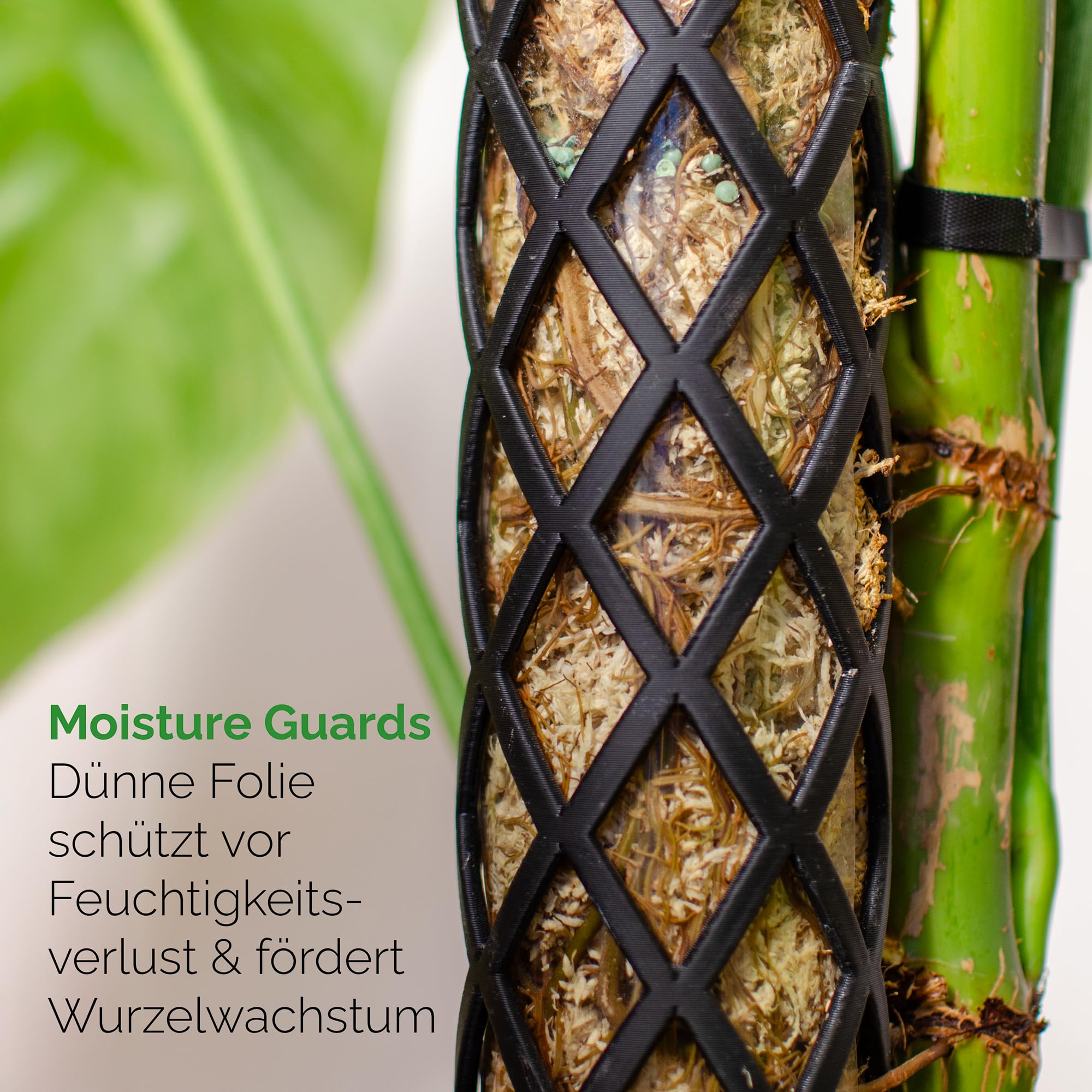 Moosstab Midi Set - Rankhilfe Zimmerpflanze Rankhilfen für Kletterpflanzen, Efeutute, Moosstab, Pflanzenstütze, Moss Pole, Kletterhilfe Zimmerpflanzen, Philodendron (schwarz, 70cm)