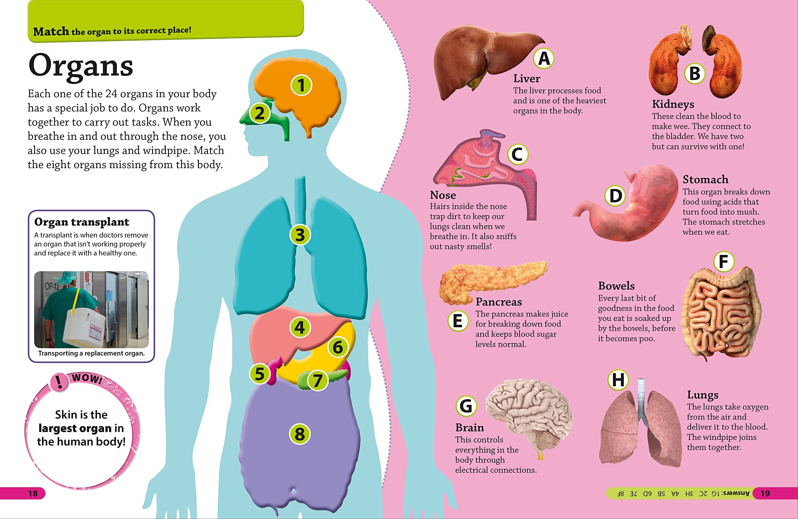 DKfindout! Human Body