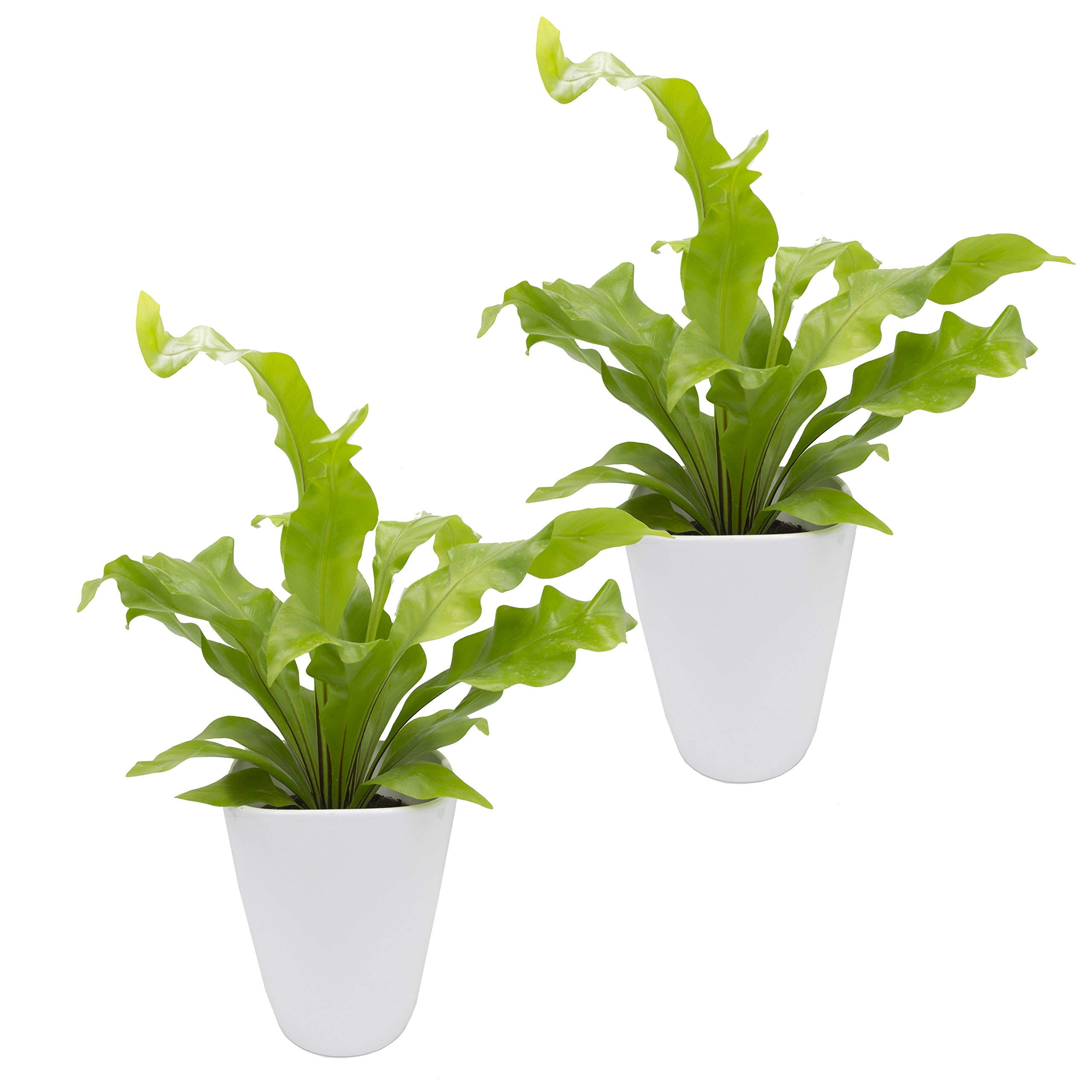 Dominik Blumen und Pflanzen, Zimmerpflanzen Nestfarn "Asplenium nidus", 2 Pflanzen, circa 15 cm hoch, 13 cm Topf und weißem Dekotopf