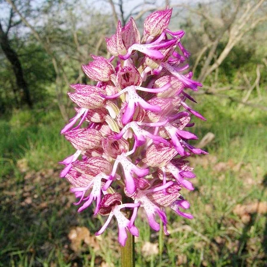 未開封PachypodiumGracilius Var.AUTUMNLEAVES 未開封PachypodiumGracilius Var.AUTUMNLEAVES 未開封