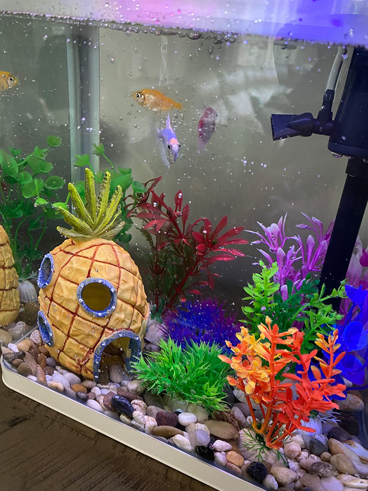 11/mo Finance Betta Fish Tank, 2 Gallon Glass Aquarium, 3 in 1 Fish