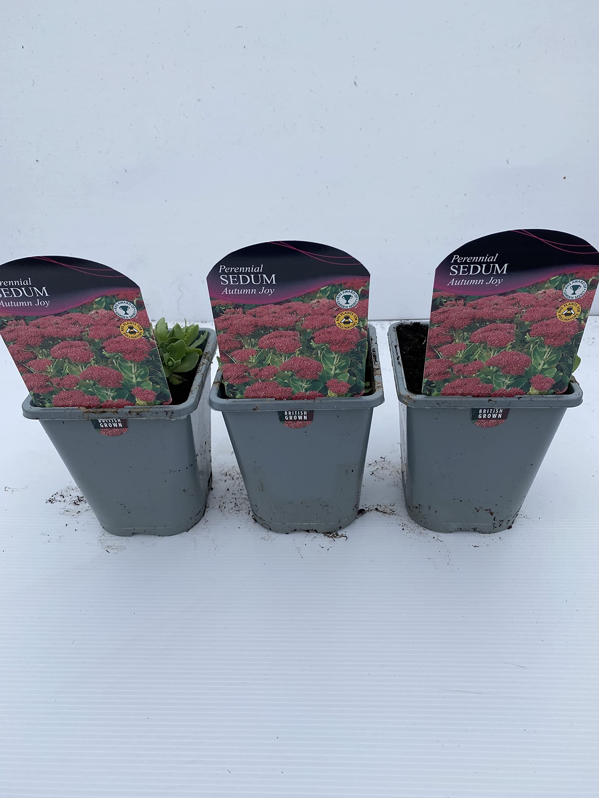 Sedum Autumn Joy 1 Litre Pot Size x 3 Plants