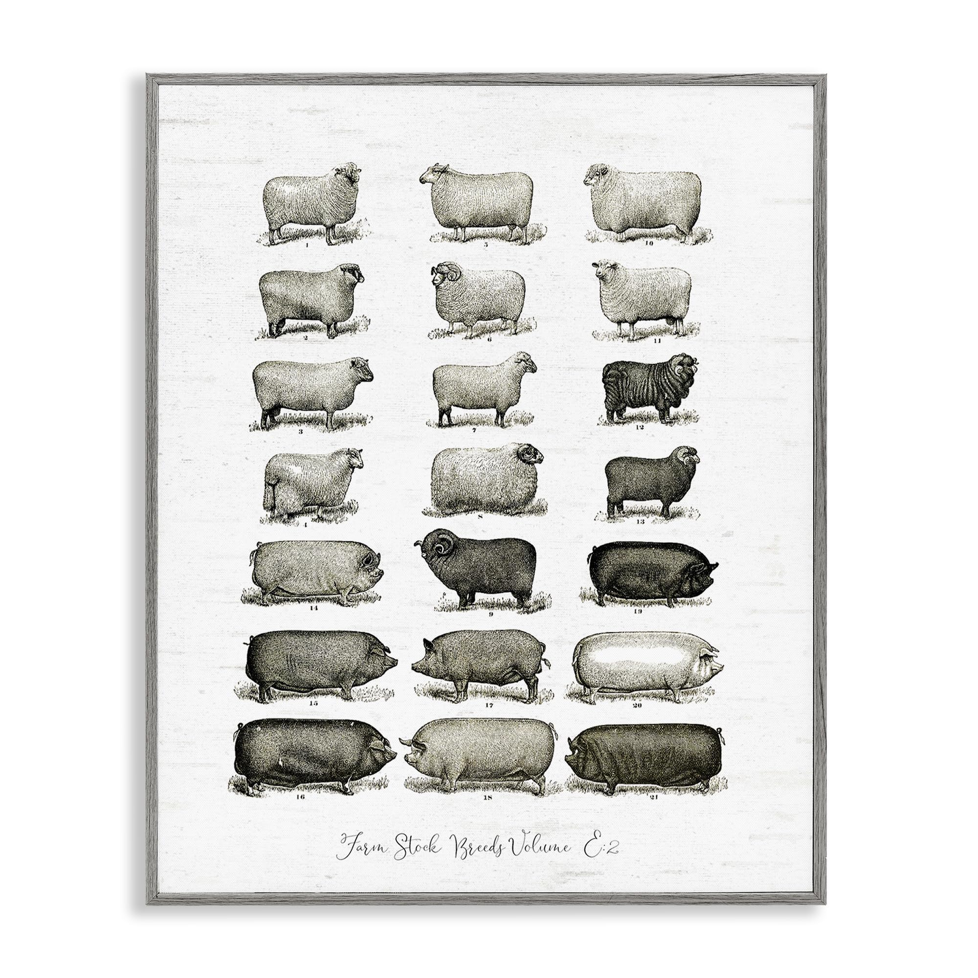 Farm Animal Breeds Diagram Chart, 24 x 30 Inch Framed Giclée Print