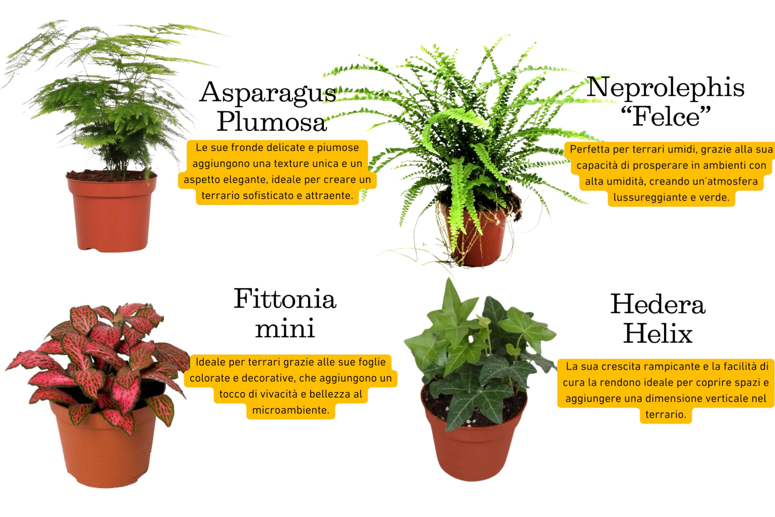 I GIARDINI DI GIULIA - Kit Terrarium Fai-da-Te 'I Giardini di Giulia' completo, Ecosistema Autosufficiente, Piante Incluse, Design Biologico, Kit terrario con vaso in vetro e tappo in sughero