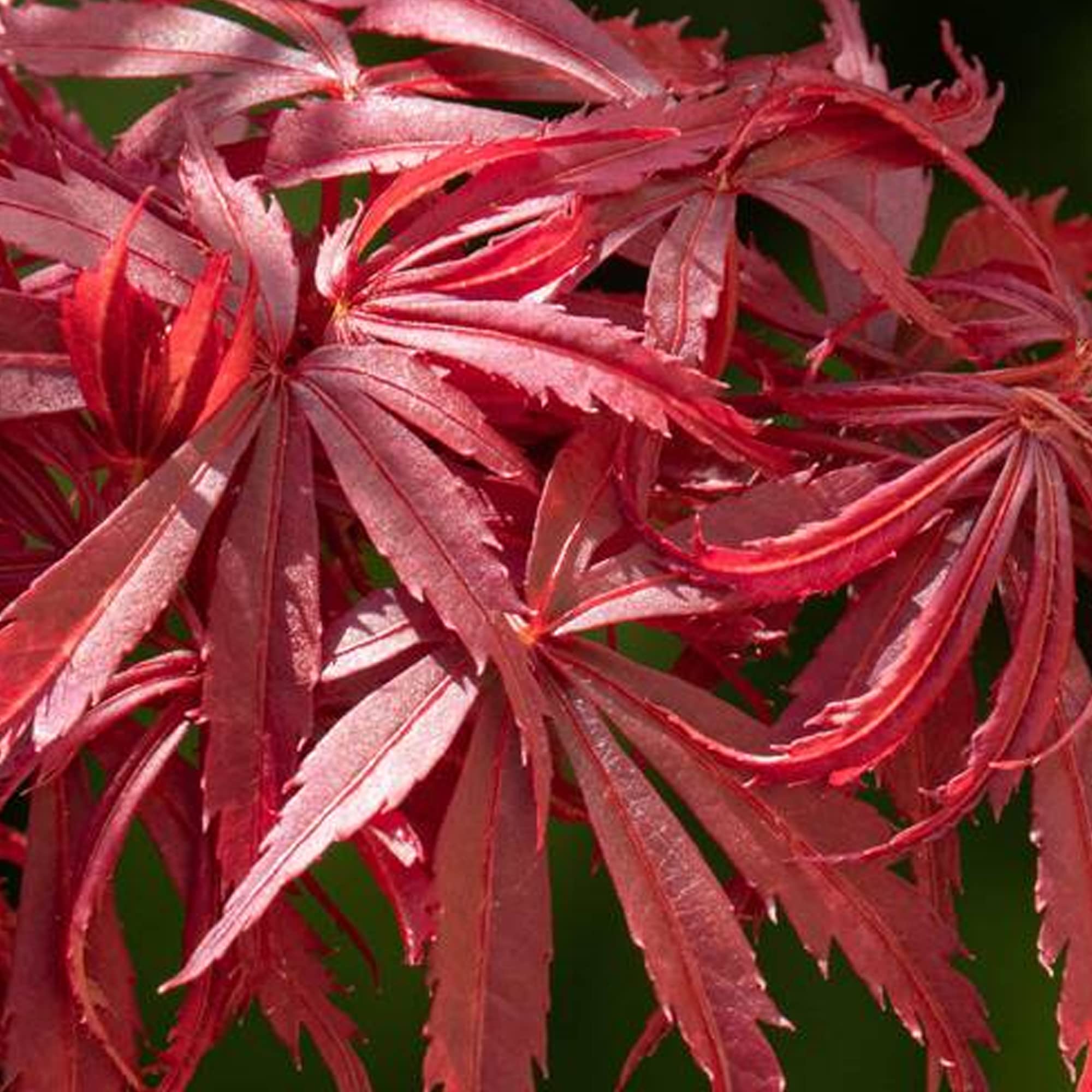 Acer Jerre Schwartz Plant - Japanese Maple Tree | Hardy Deciduous Outdoor Garden Shrubs Potted | 10L Pot, 80-100cm Incl. Pot