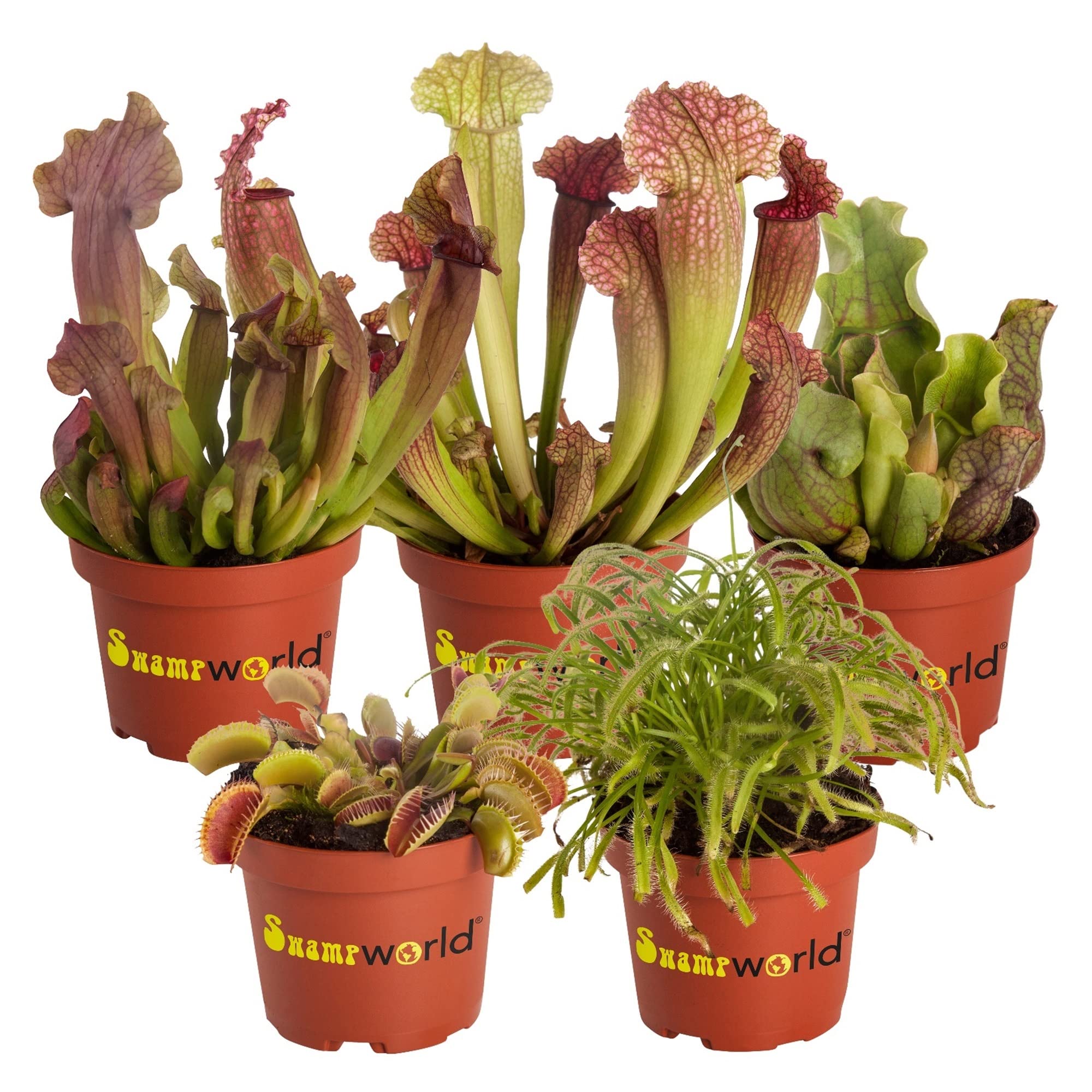 vdvelde․com - Set de 5 Plantas Carnívoras, Venus Atrapamoscas, Sarracenia y Drosera, Ø 9 cm, Altura aprox. 15 cm, Plantas Carnívoras contra Insectos, Fácil Cuidado sin Químicos