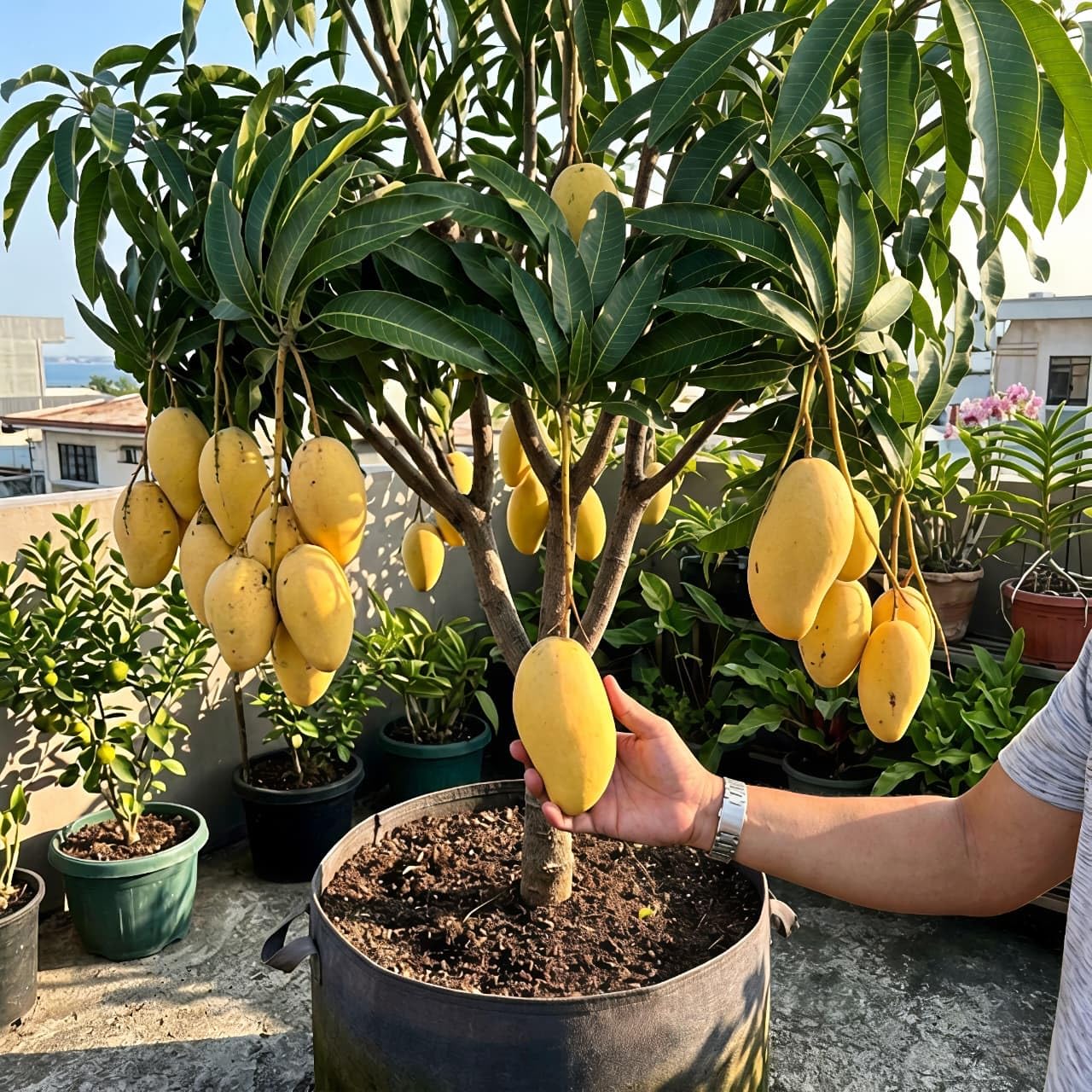 Sujita Enterprise | World's Sweetest Carabao Mango Live Plant | Grafted (1.5-2.5 Ft Height) | Guaranteed Fruit in 2 Year | Philippine Variety-image-18