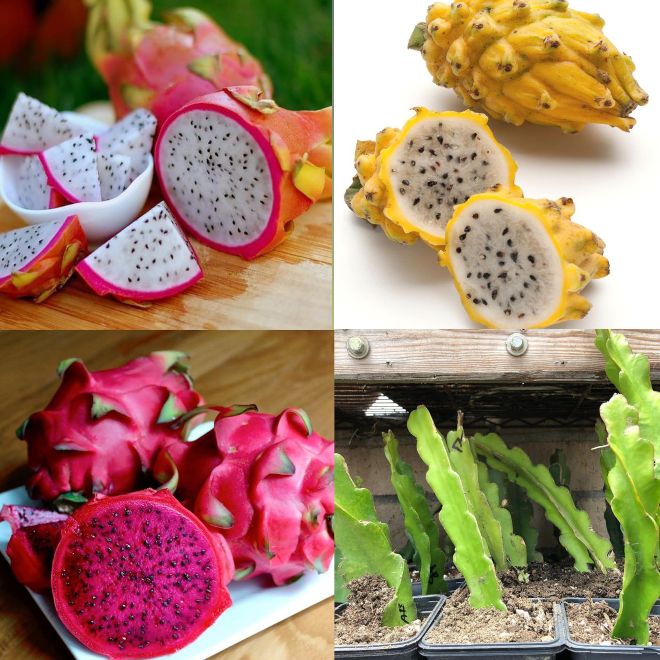 Eroanvia Combo 6 Rare Two Red & Two Pink Variety & Two Yellow Skin White Flesh Dragon Fruit Plant Live Imported Live Rooted Plant 1-2 Feet Height Pack Of 6 (B0CH8MFTYL) Amazon Price History, Amazon Price Tracker