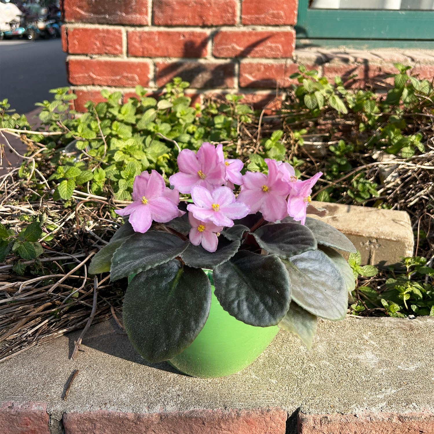 2pcs African Violet Planter Pot - 6.5inch Self Watering Green Ceramic Pot with Creamic Reservoir