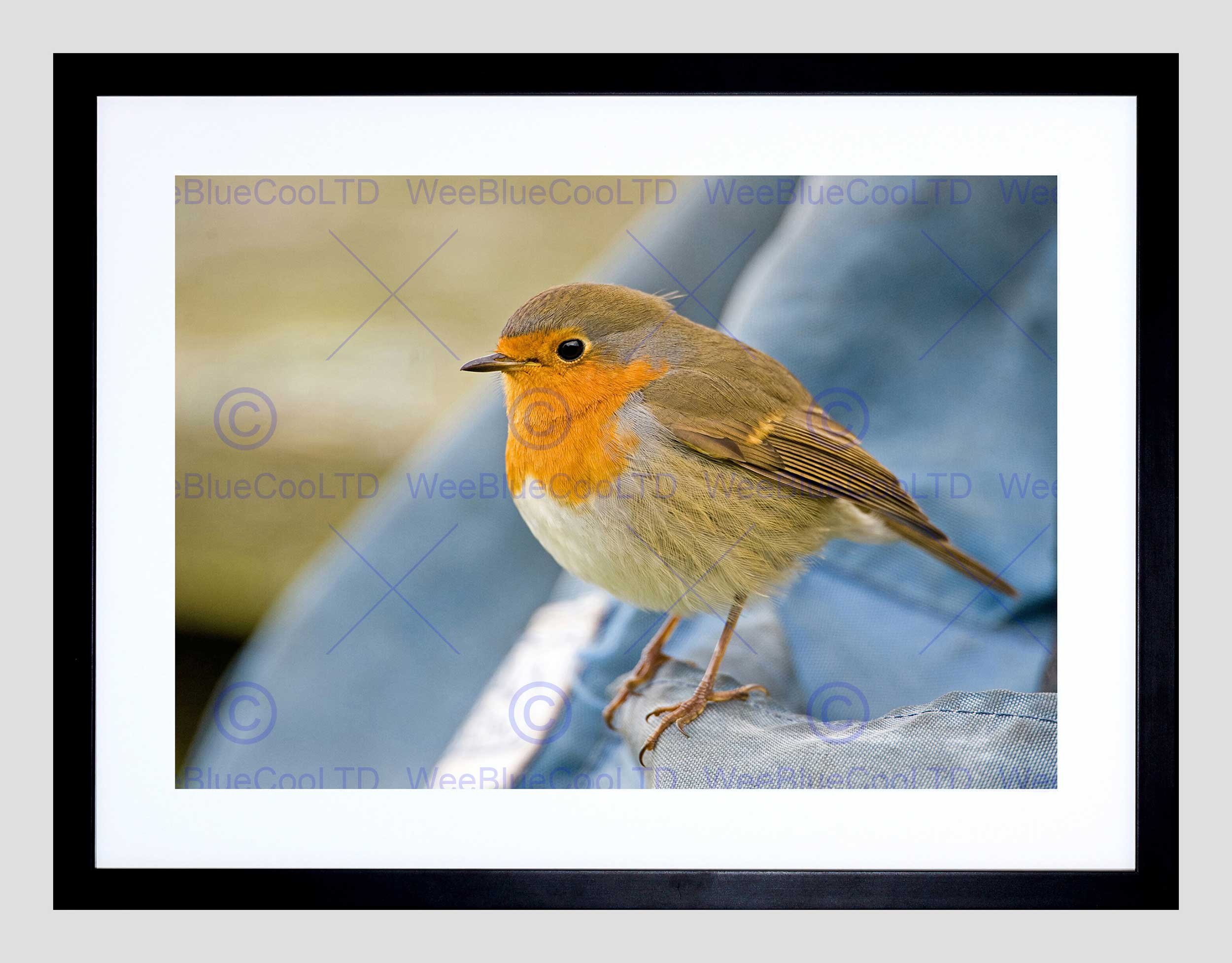 Wee Blue Coo Robin Bird Red Breast Art Framed Wall Art Print