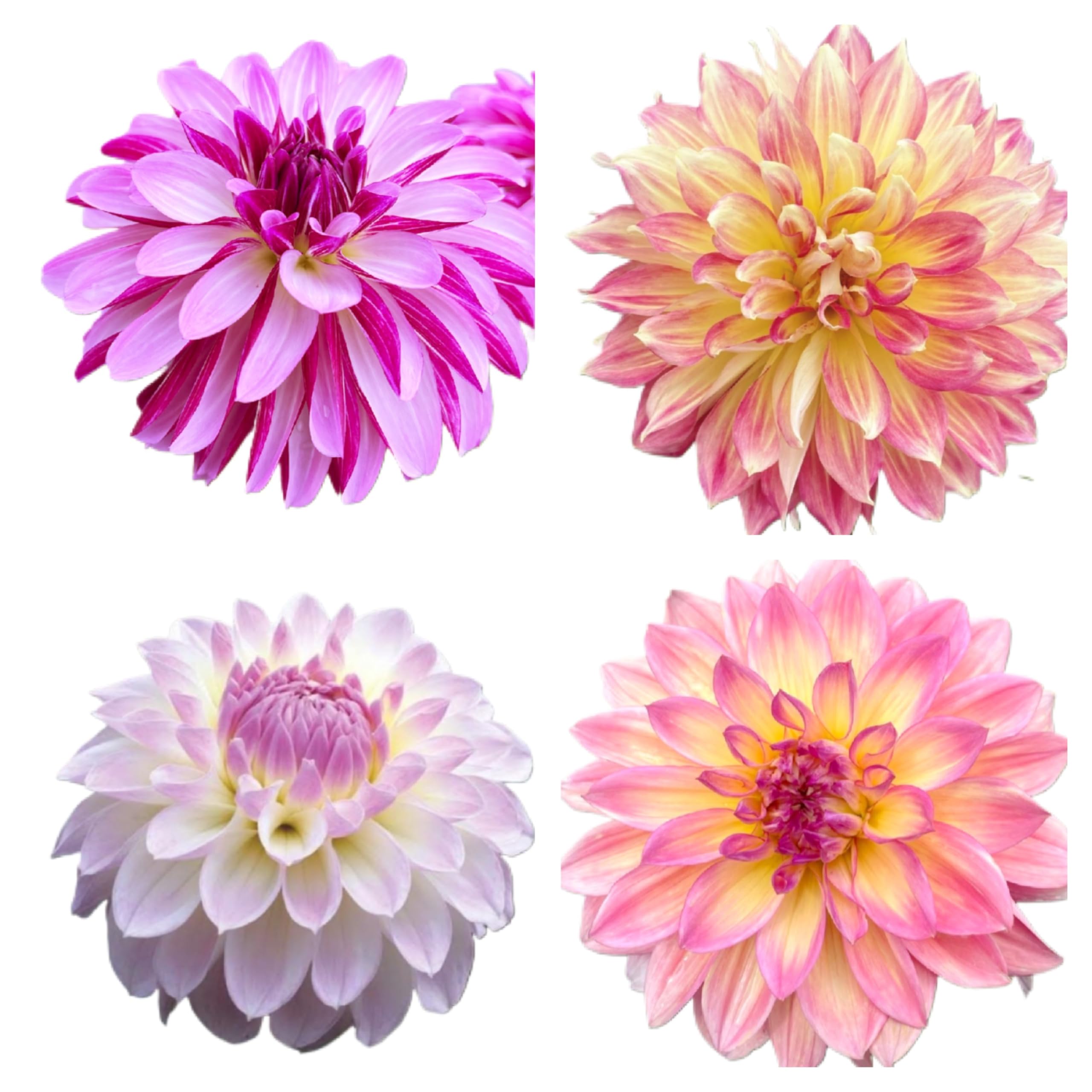 Amazon.co.jp: 未発芽ダリア球根セット【予約販売】11月出荷予定分 (4