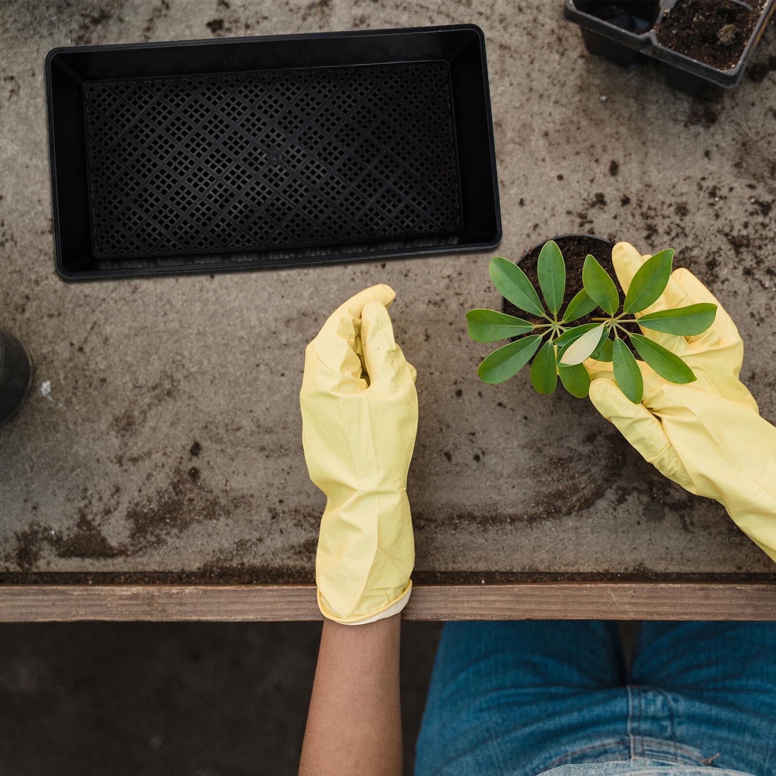 HEMOTON 6pièces Plateau de Germination de Plantes Conteneurs Plastique Plateaux de Pépinière pour Culture de Micro-pousses
