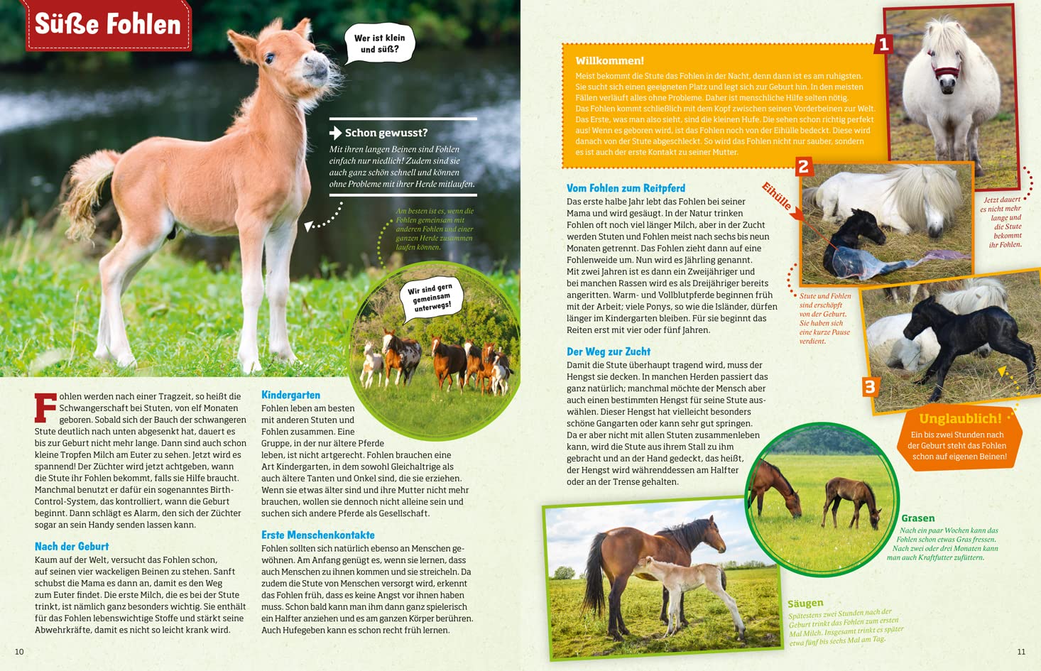 Was ist was: Pferde und Ponys: mehr als 100 Pferderassen und ihre Besonderheiten, über 650 Fotos!